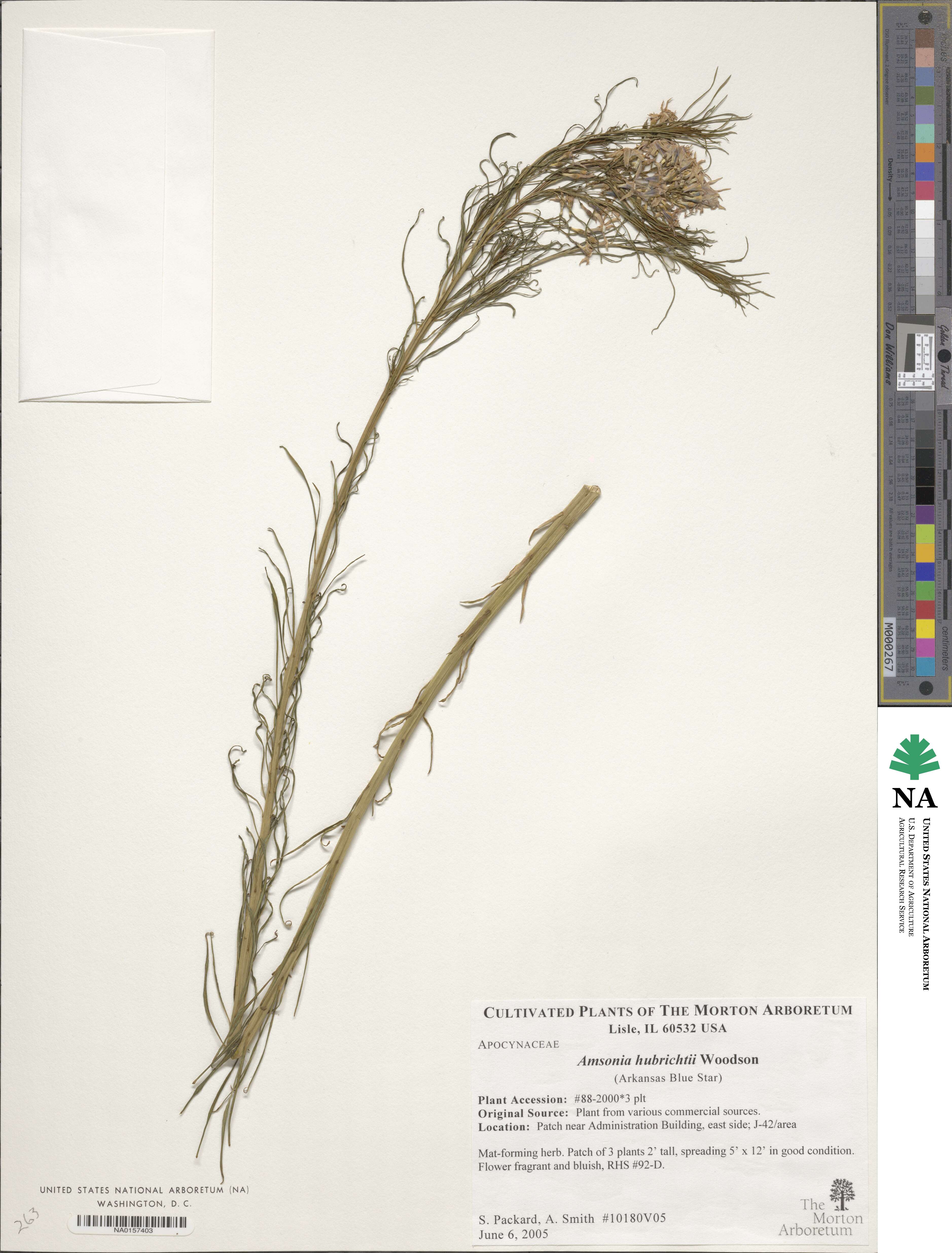Amsonia hubrichtii image