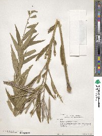 Amsonia tabernaemontana image