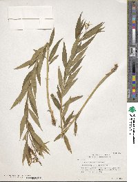 Amsonia tabernaemontana image