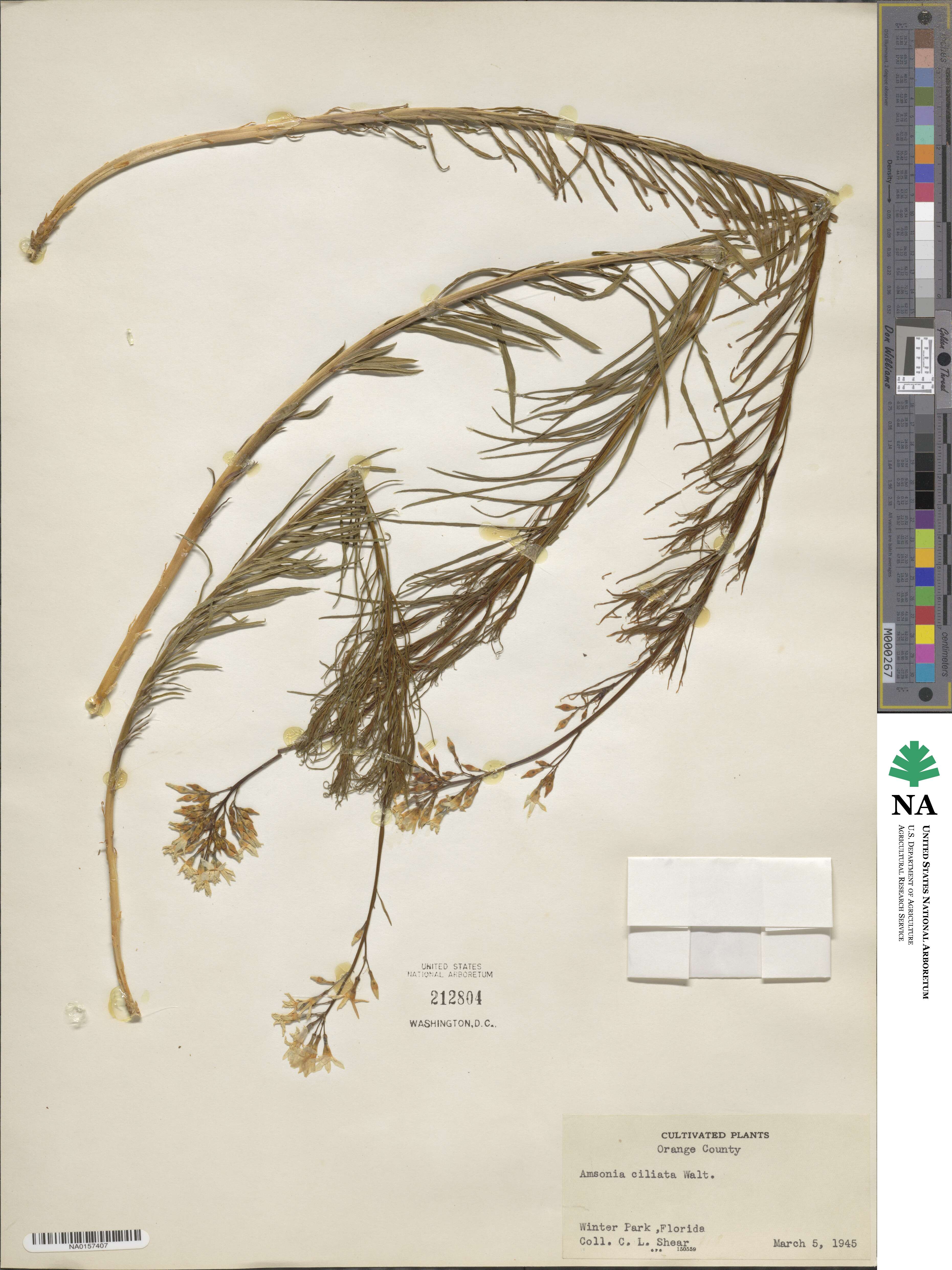Amsonia ciliata image