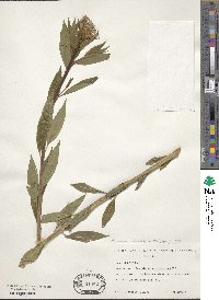 Amsonia tabernaemontana image