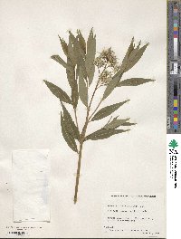 Amsonia tabernaemontana image