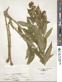 Amsonia tabernaemontana image