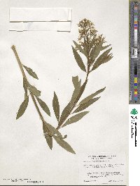 Amsonia tabernaemontana image