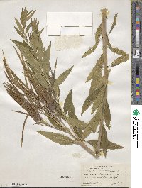 Amsonia tabernaemontana image