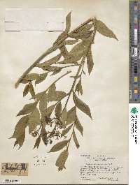 Amsonia tabernaemontana image