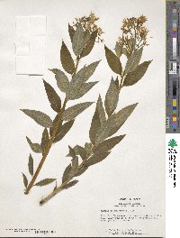 Amsonia tabernaemontana image