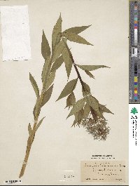 Amsonia tabernaemontana image