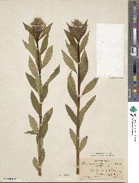 Amsonia tabernaemontana image