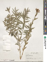 Image of Amsonia orientalis