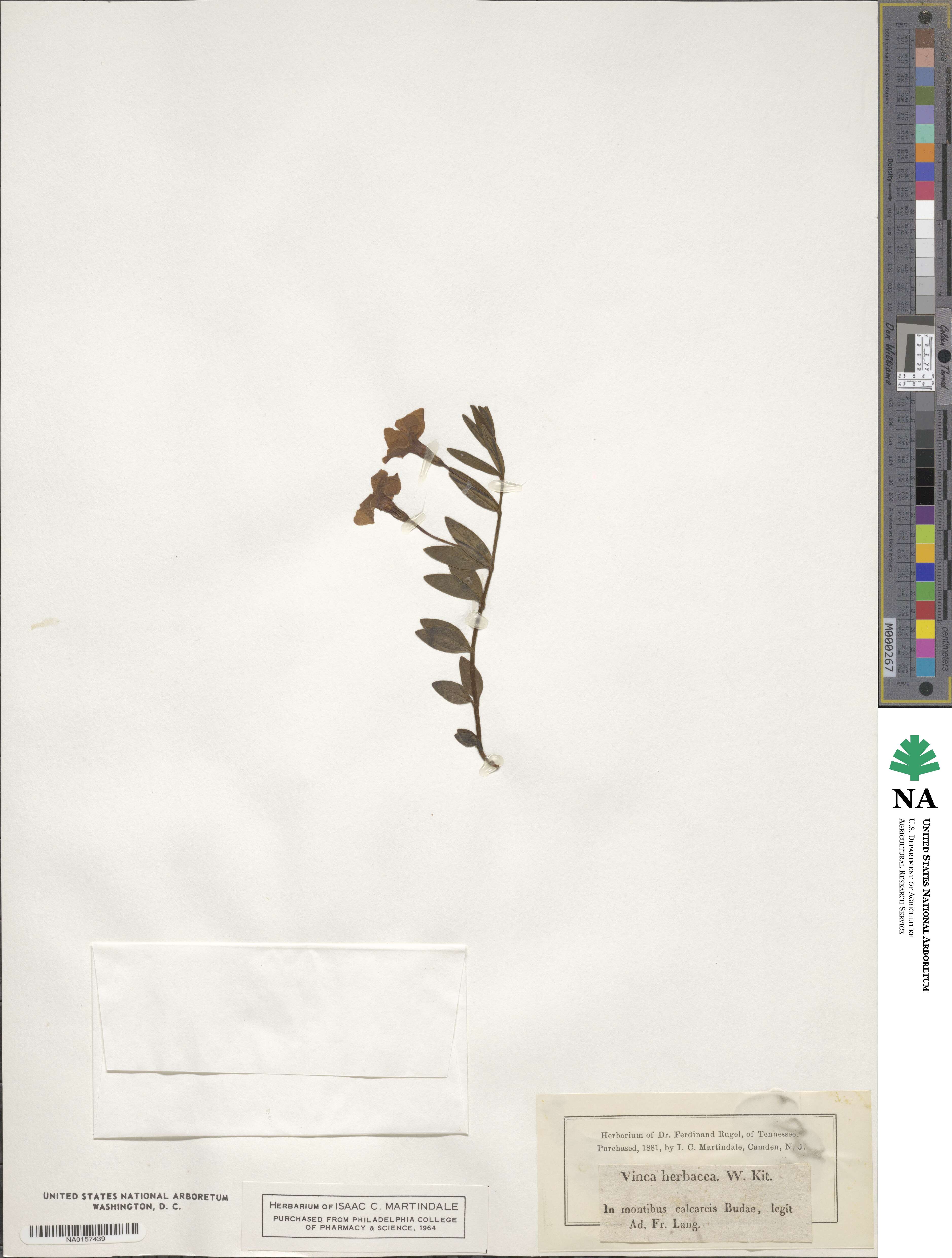 Vinca herbacea image