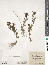 Vinca herbacea image