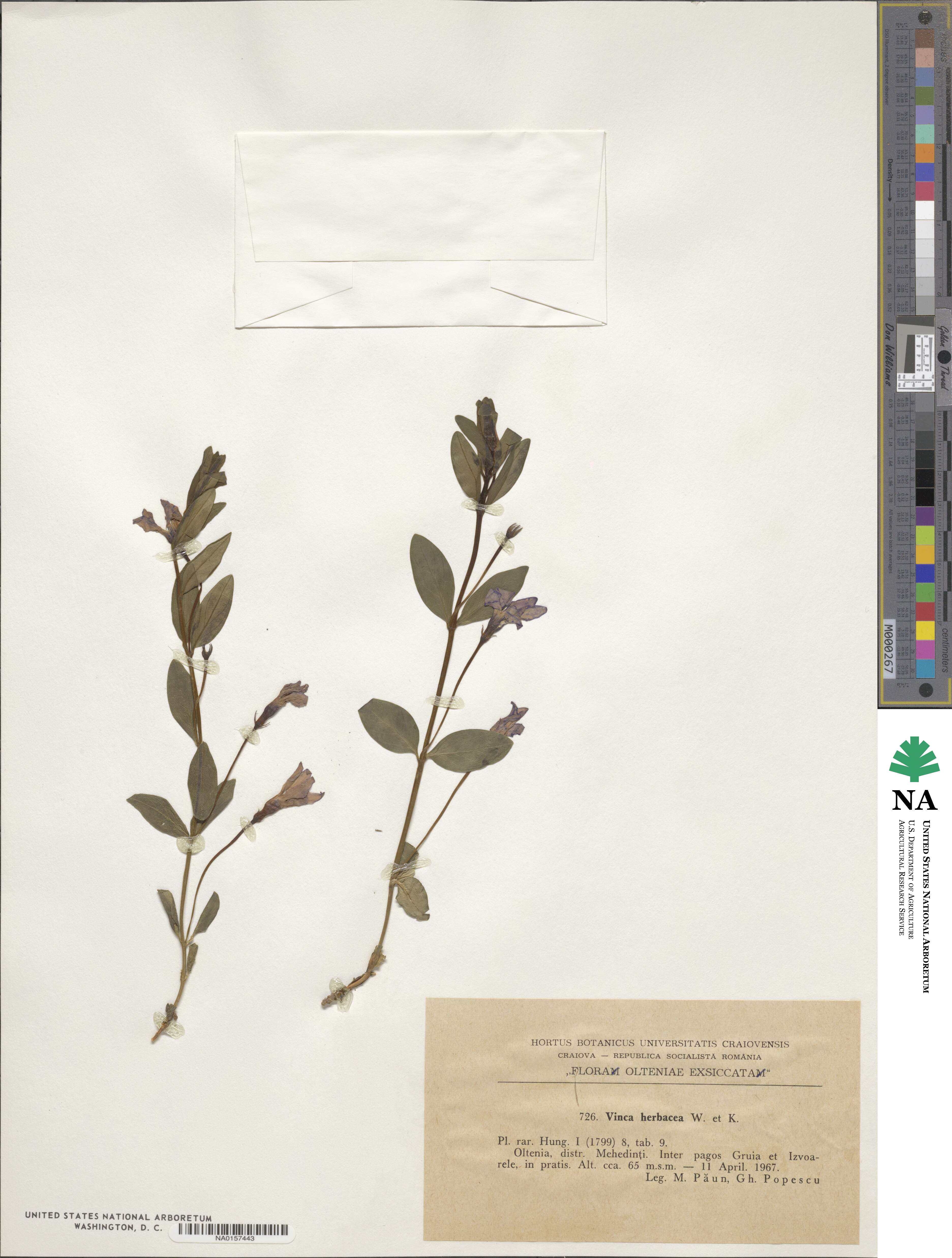 Vinca herbacea image
