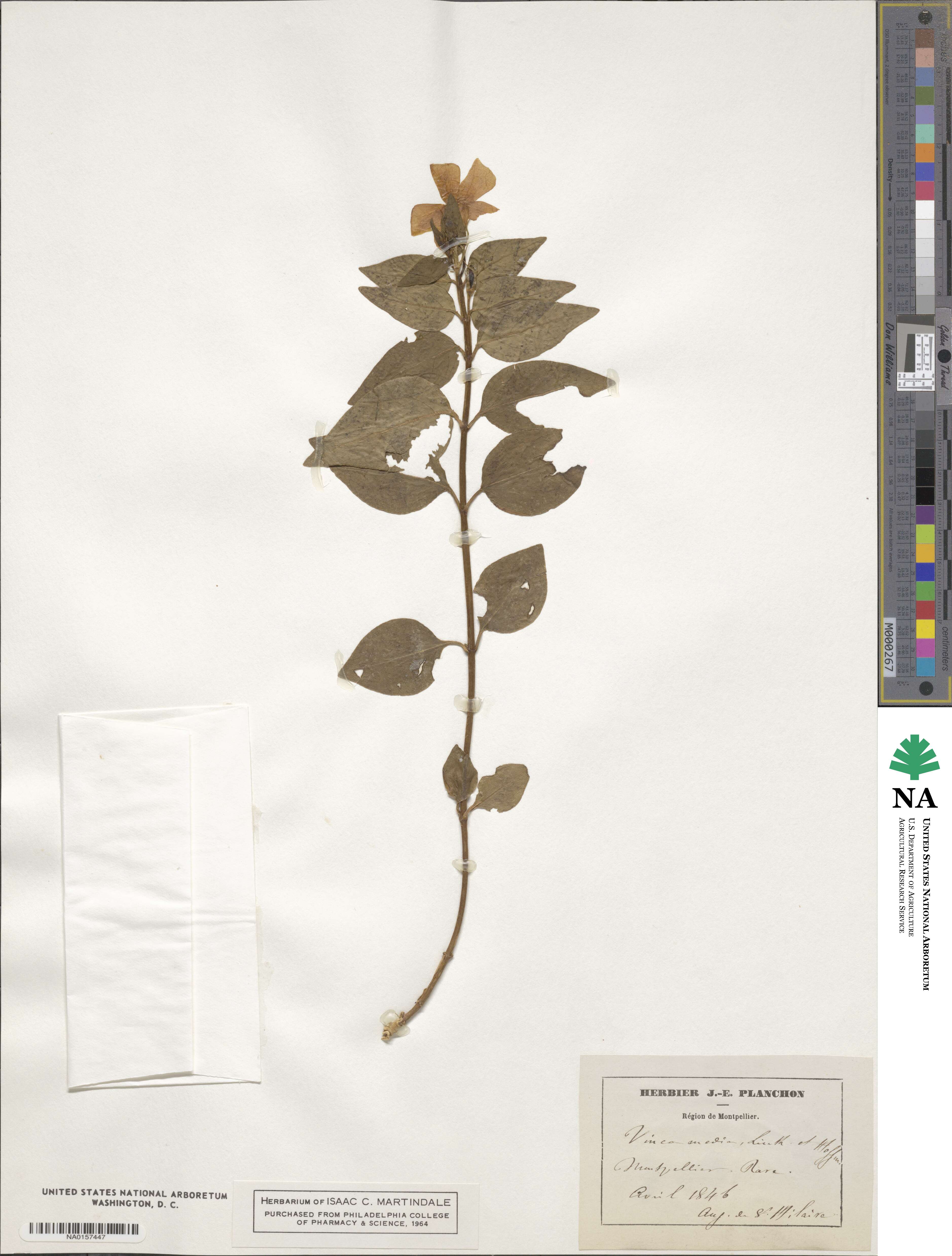 Vinca difformis subsp. difformis image