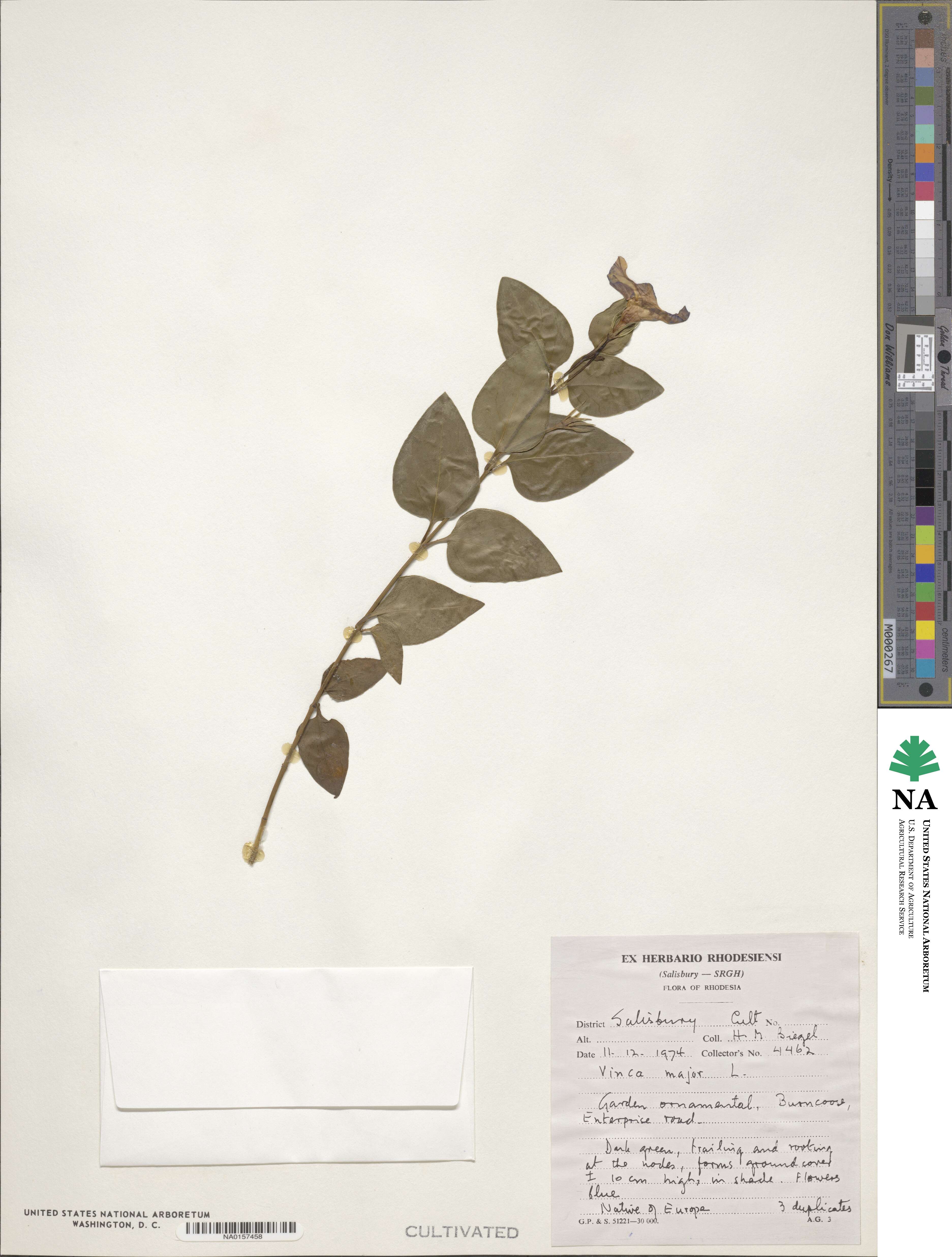 Vinca major image
