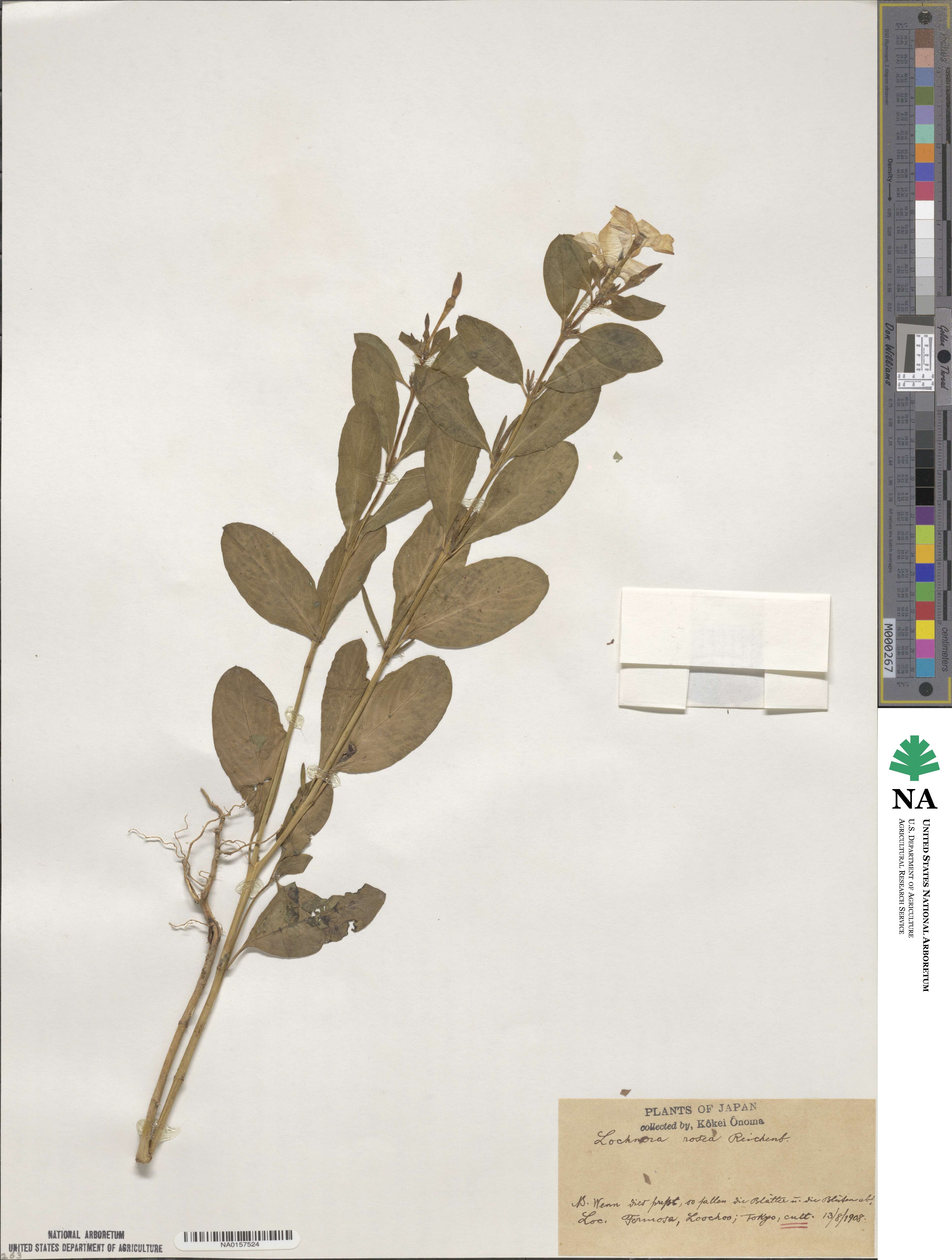 Catharanthus roseus var. albus image