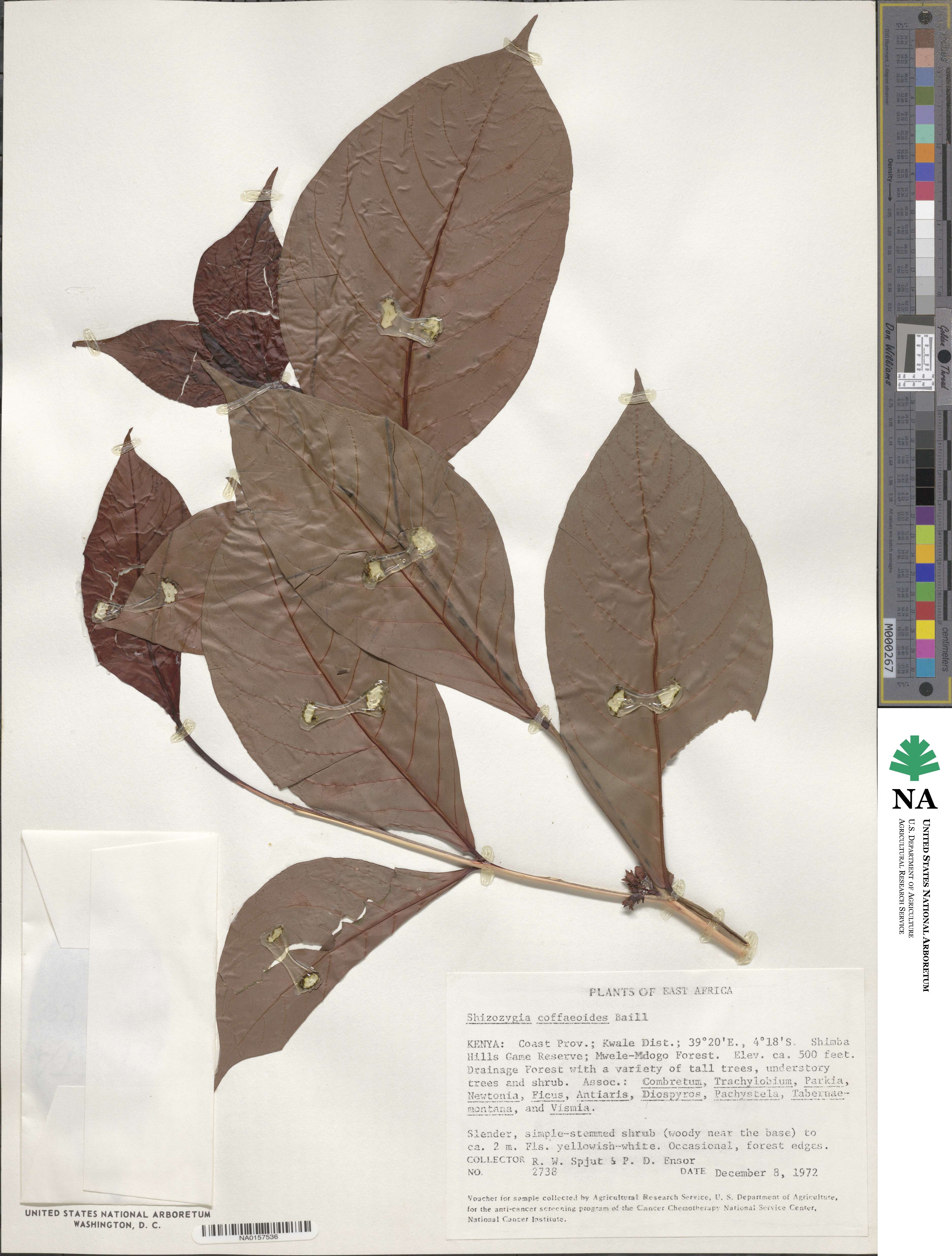 Schizozygia coffaeoides image