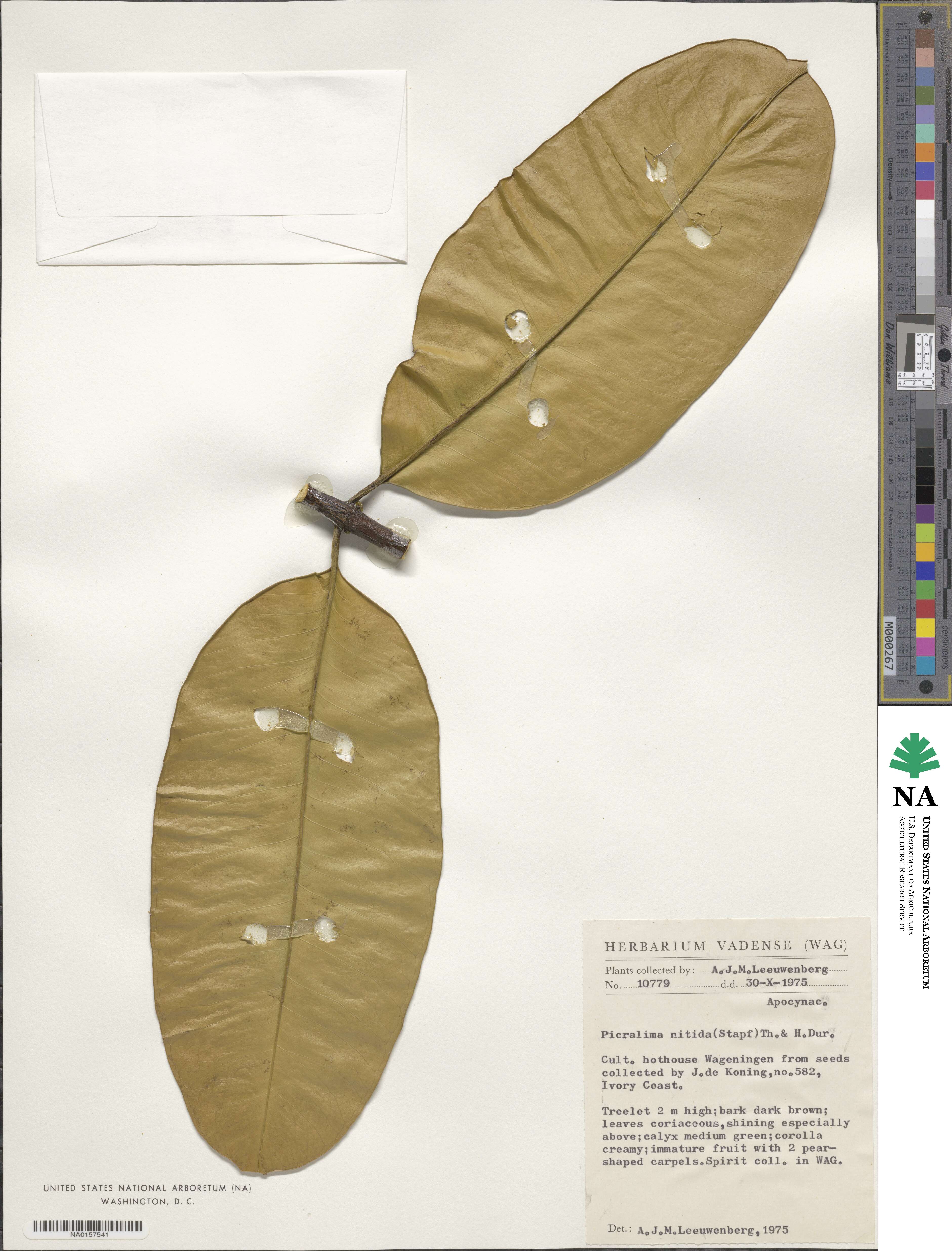 Picralima nitida image