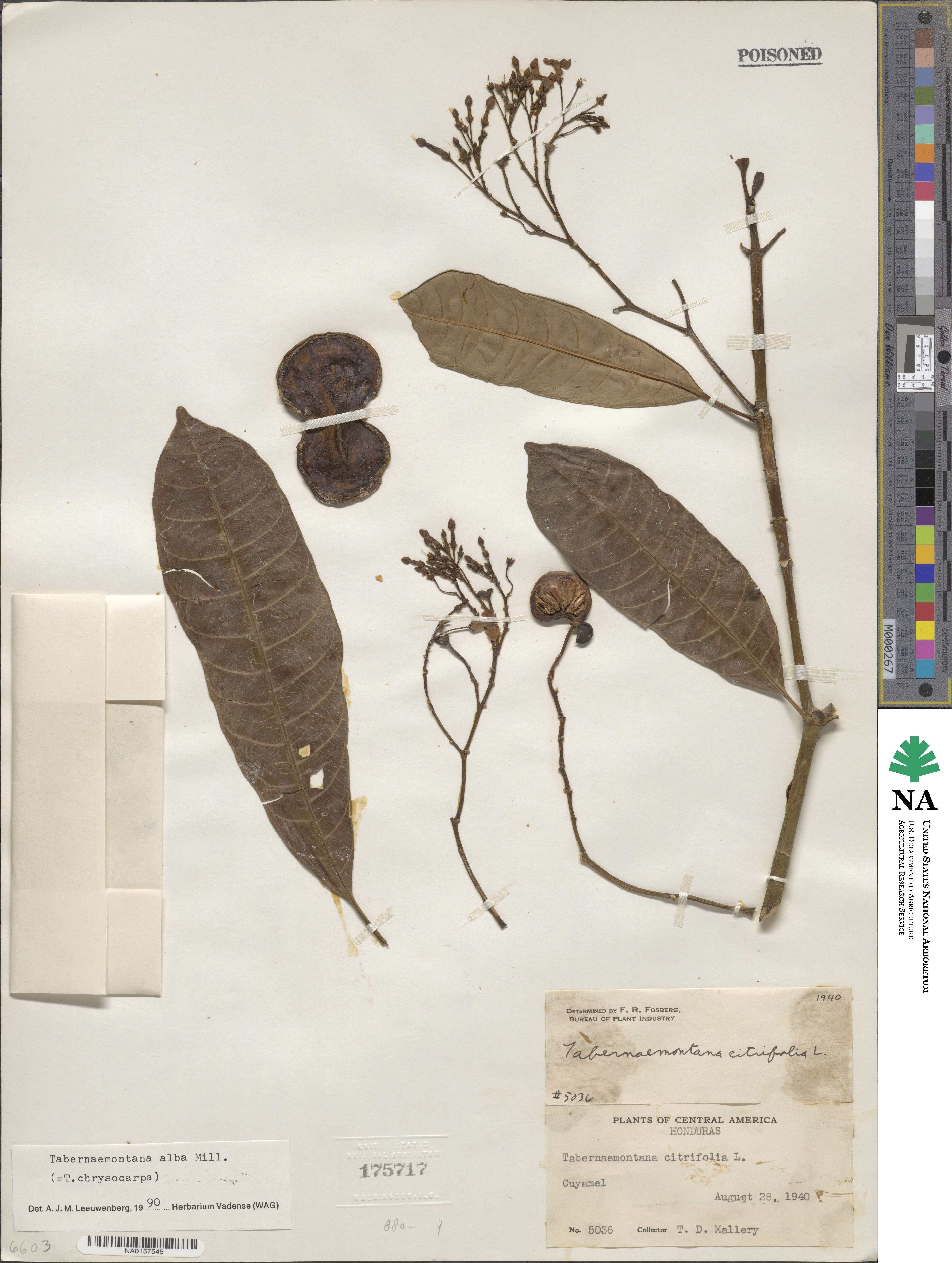 Tabernaemontana alba image