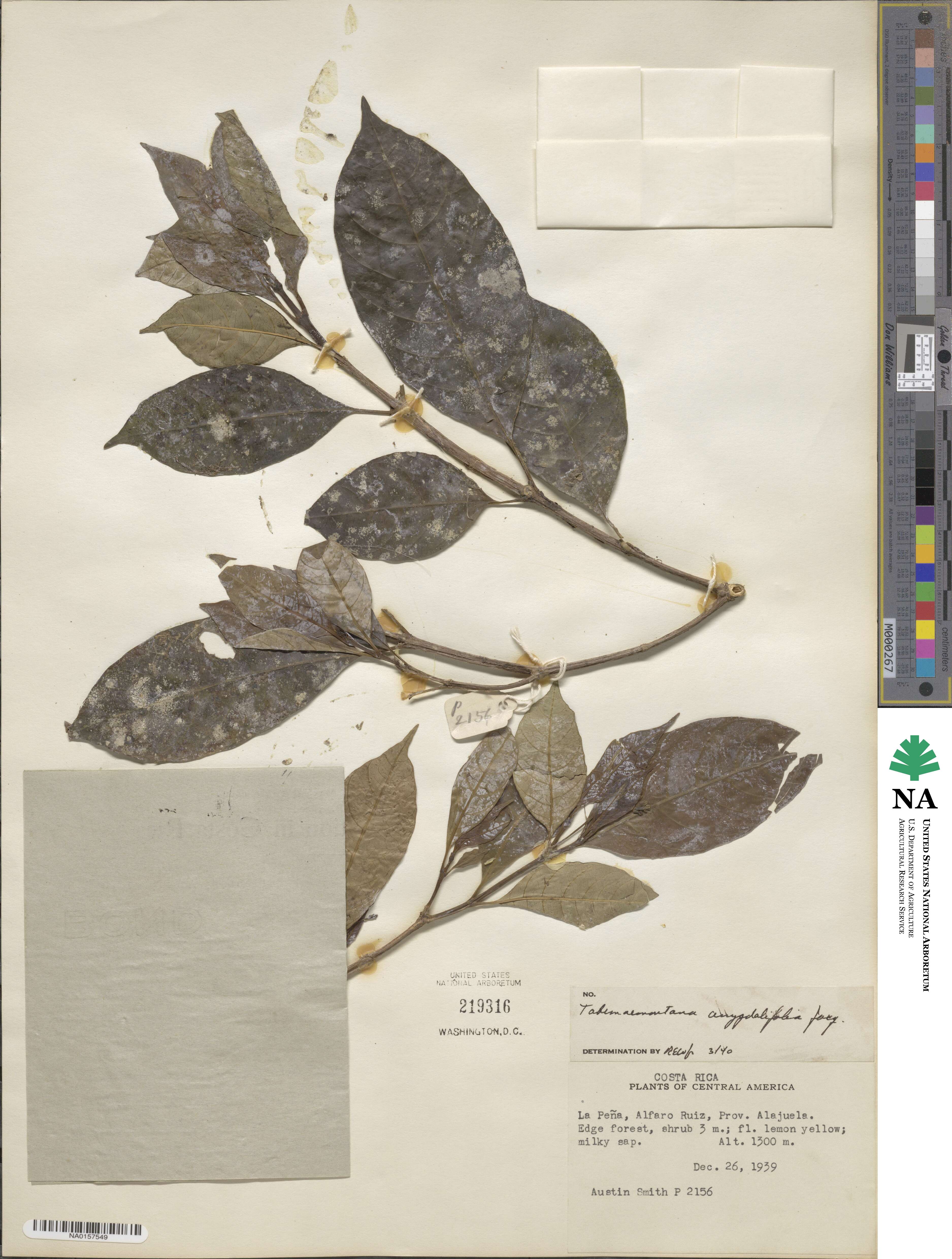 Tabernaemontana image