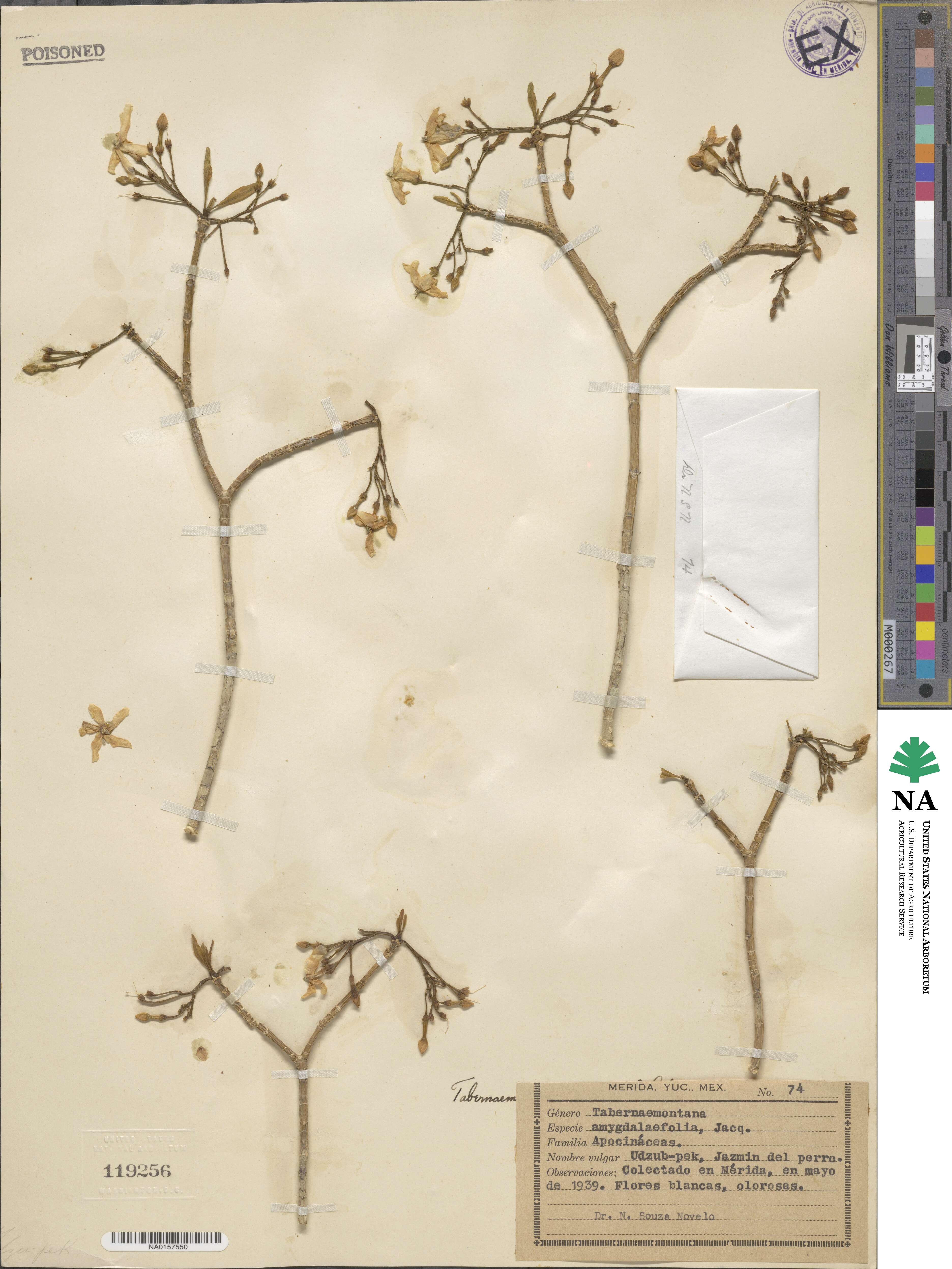 Tabernaemontana amygdalifolia image