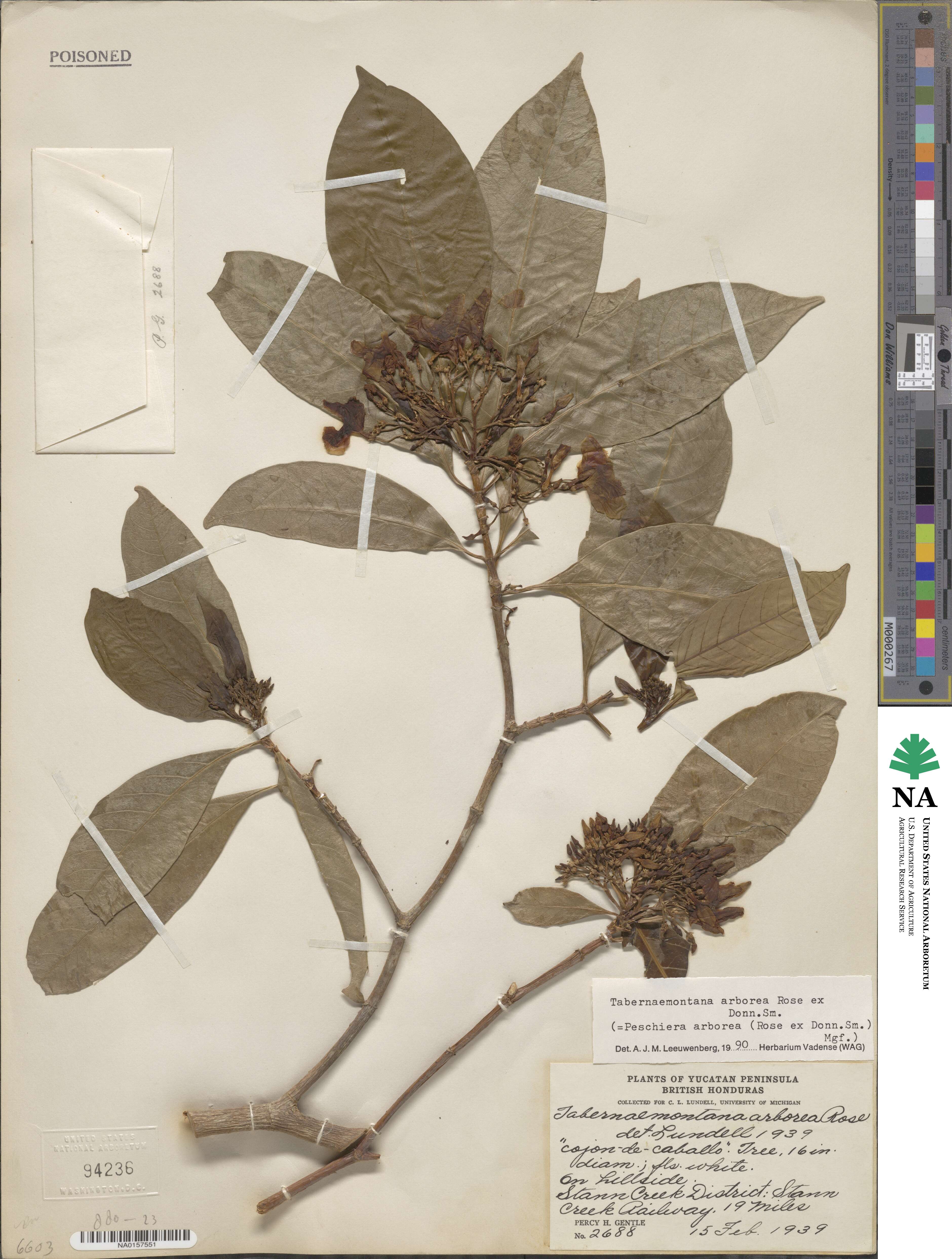 Tabernaemontana arborea image