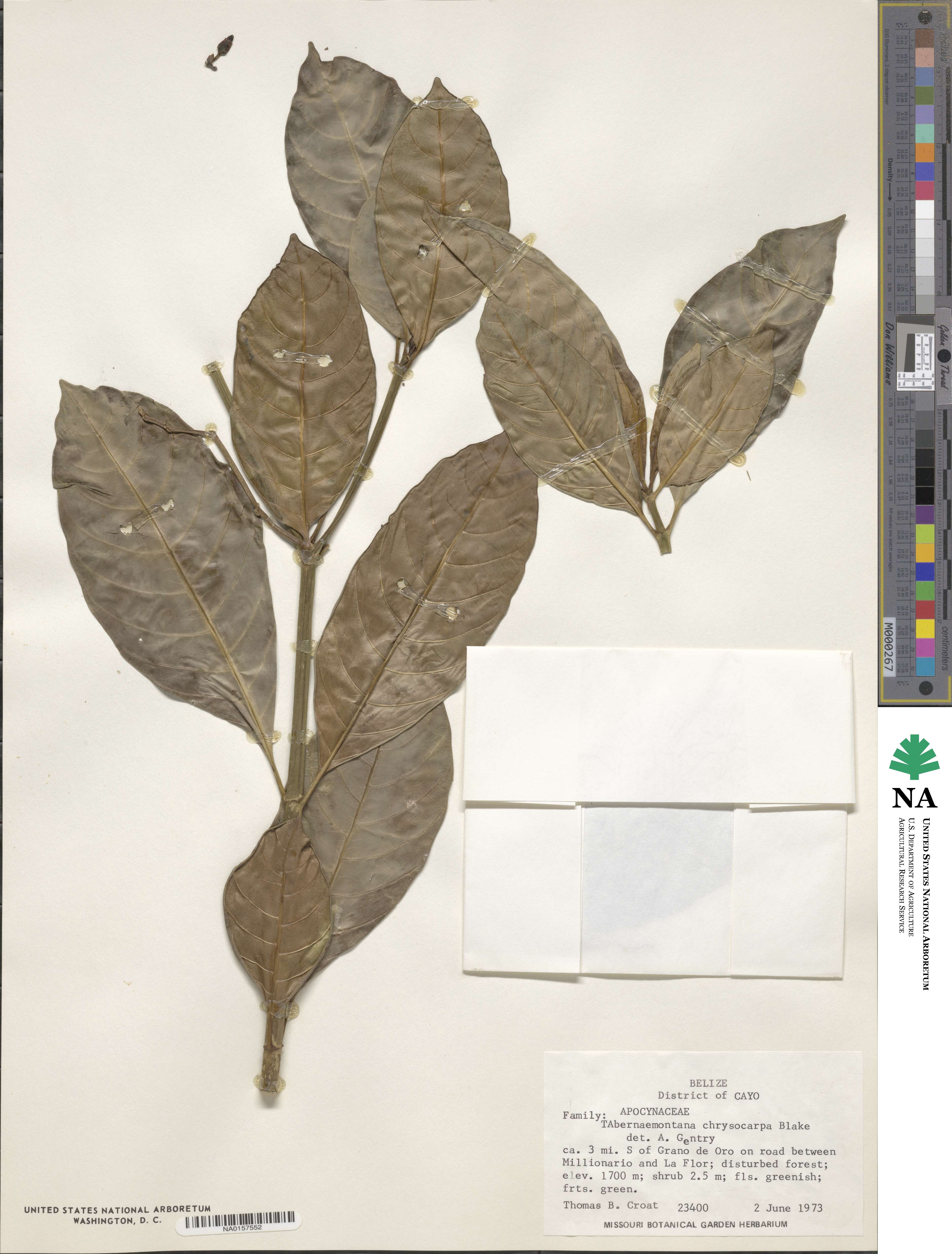 Tabernaemontana alba image