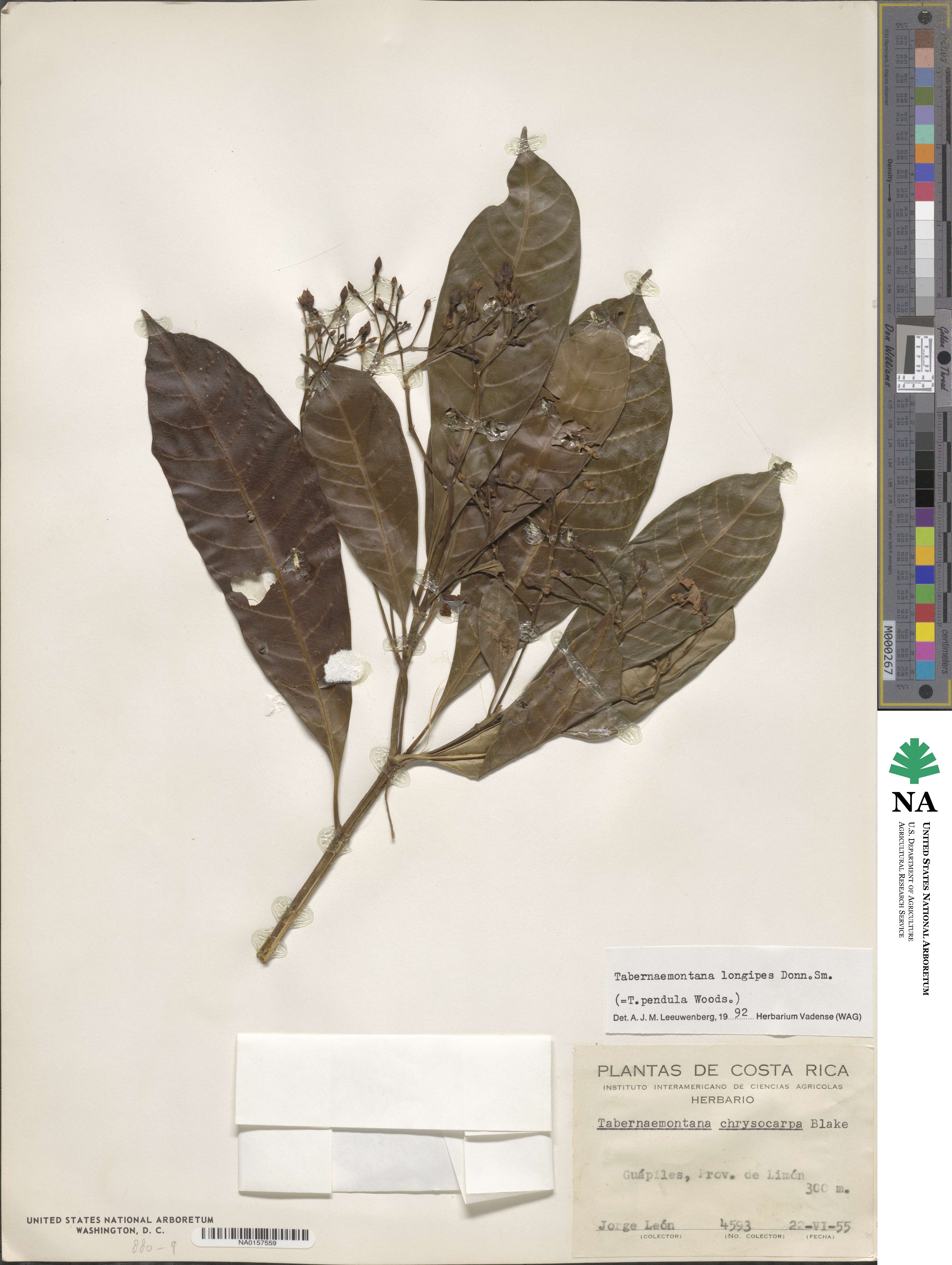 Tabernaemontana longipes image