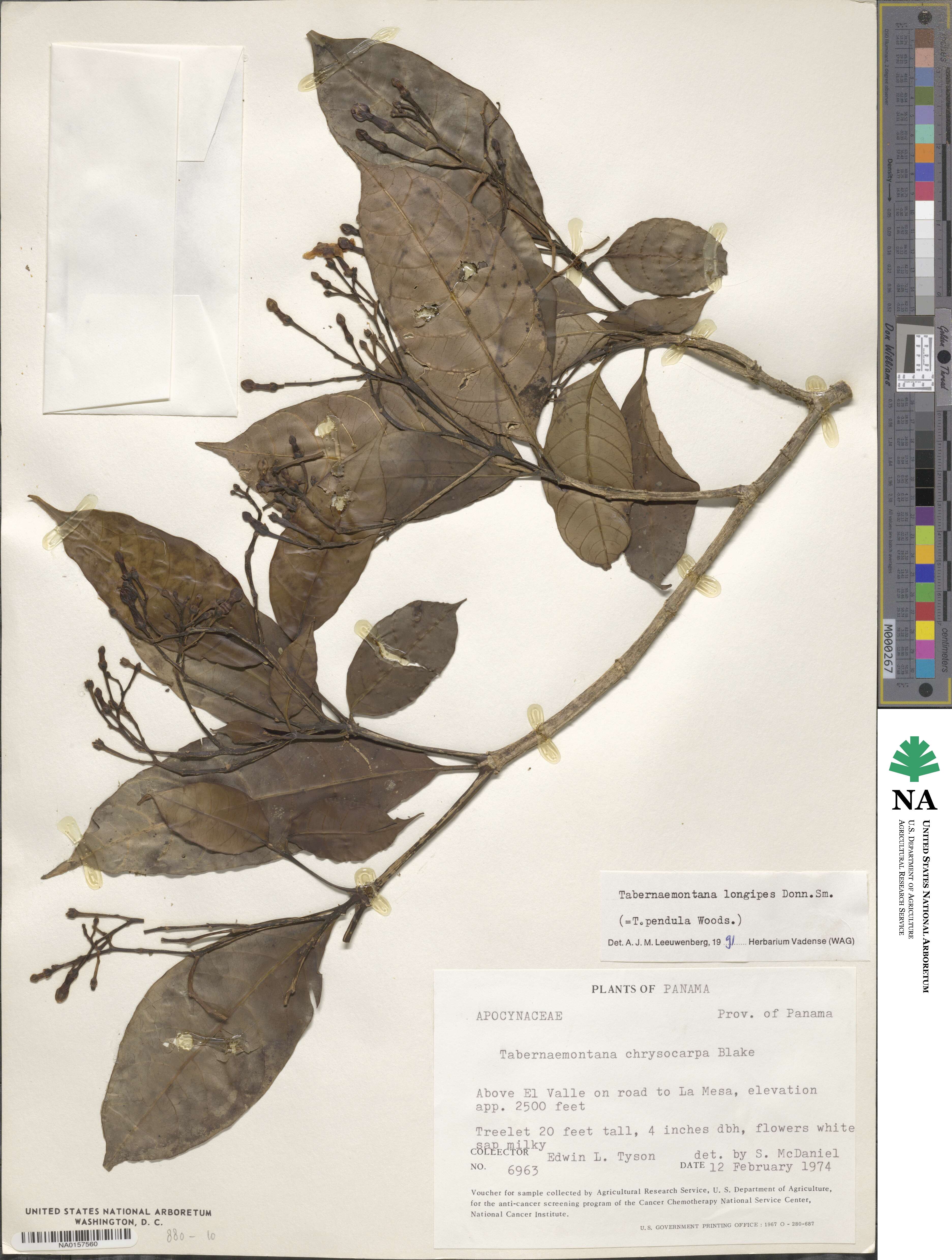 Tabernaemontana longipes image