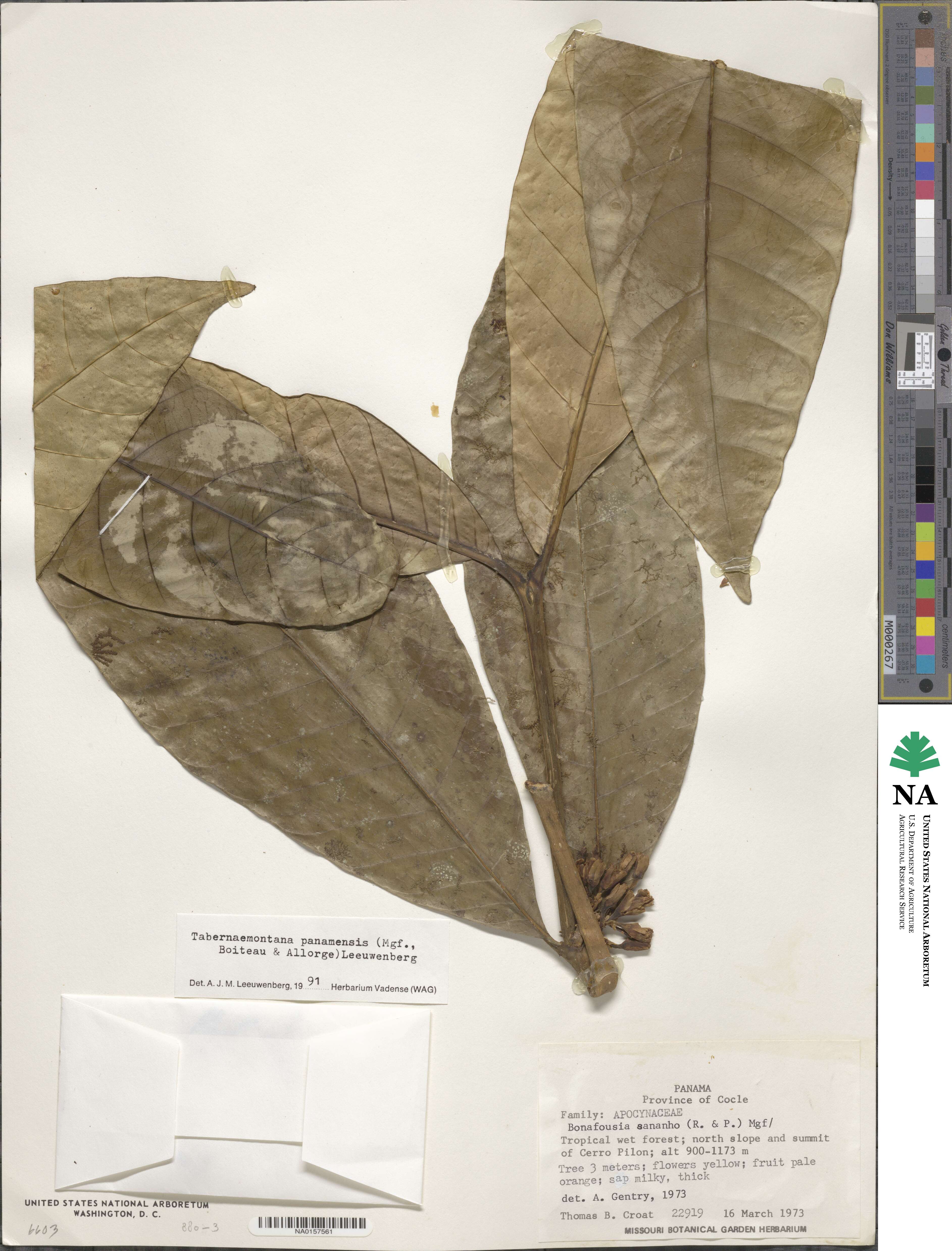 Tabernaemontana panamensis image