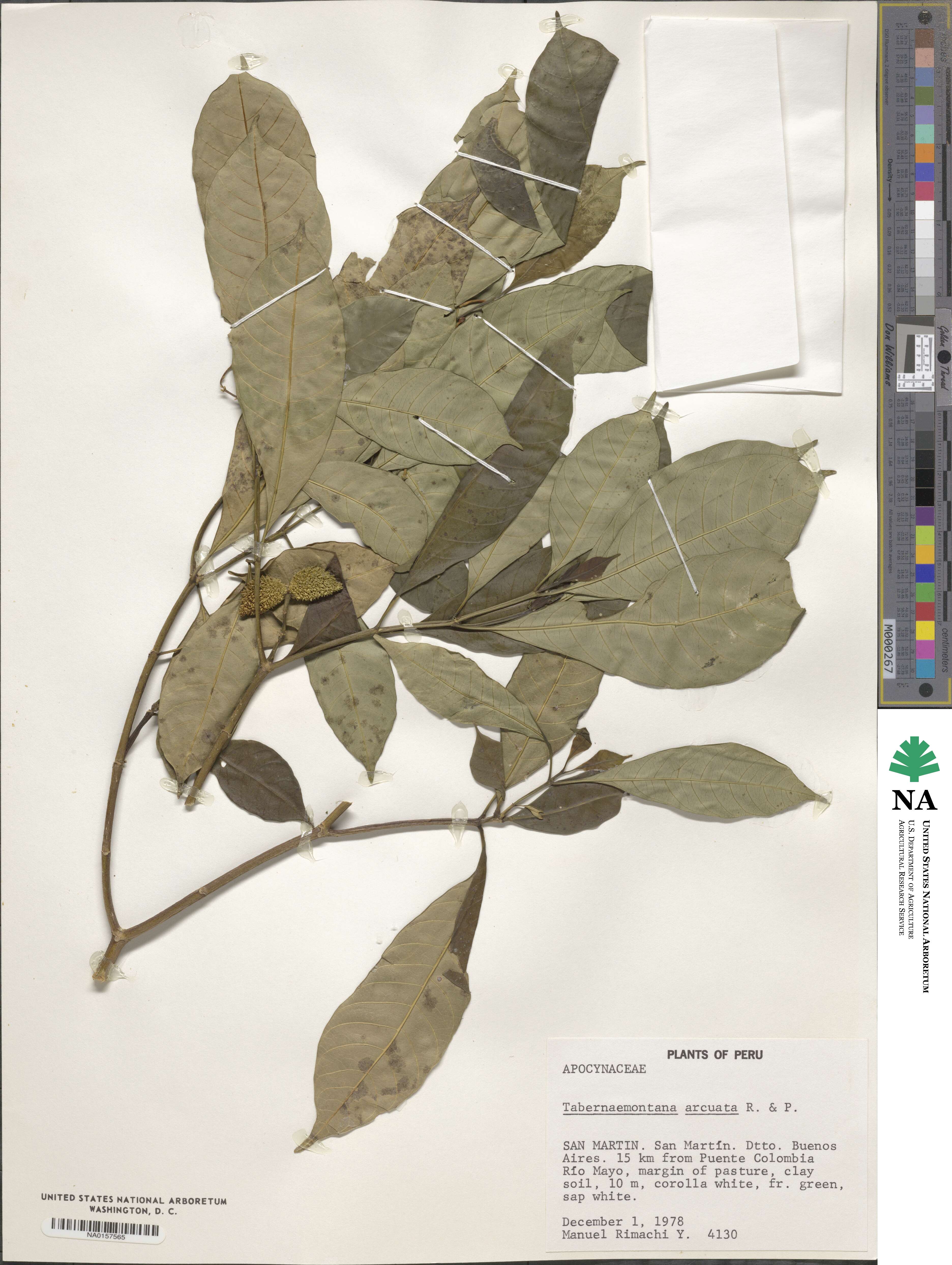 Tabernaemontana cymosa image