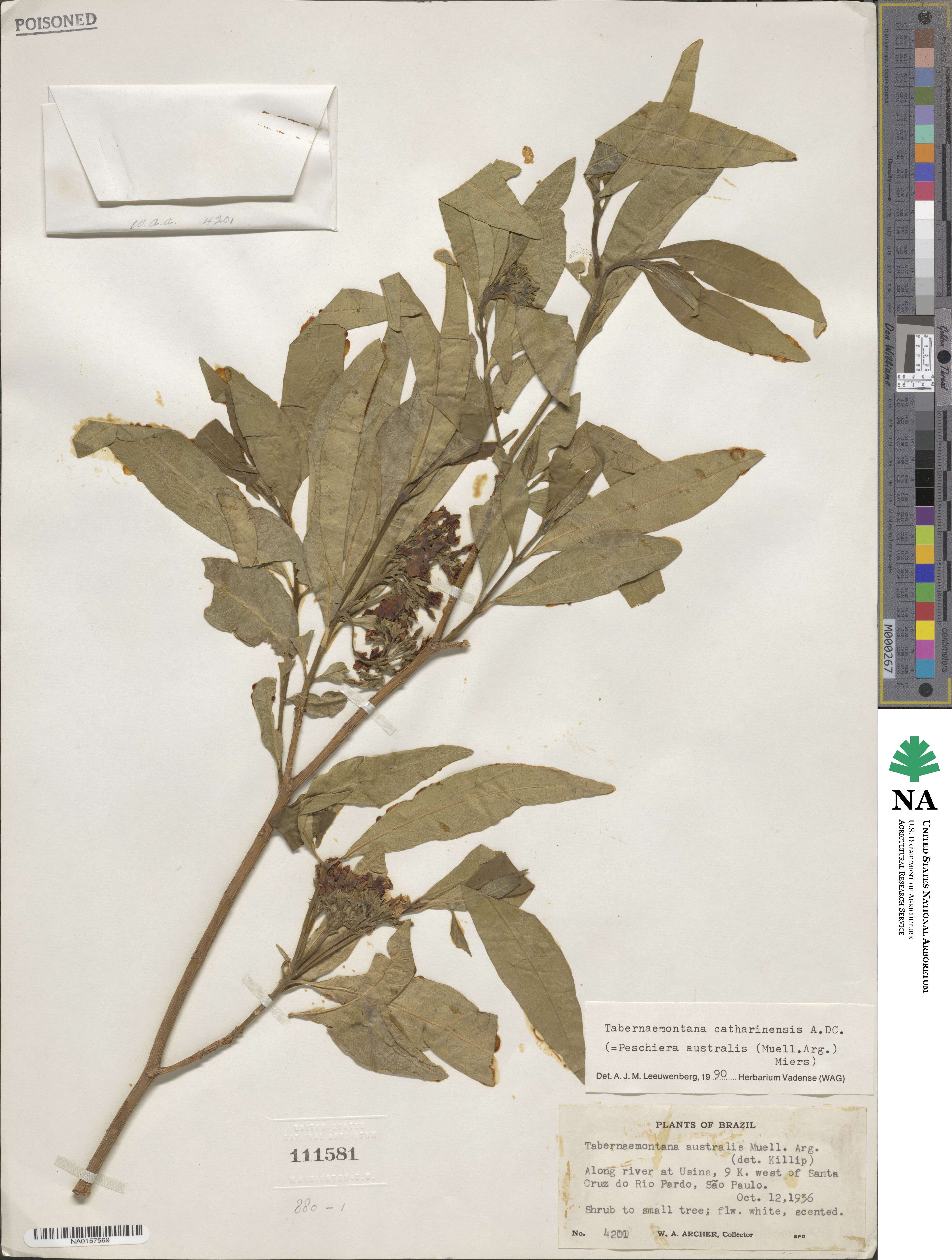 Tabernaemontana catharinensis image
