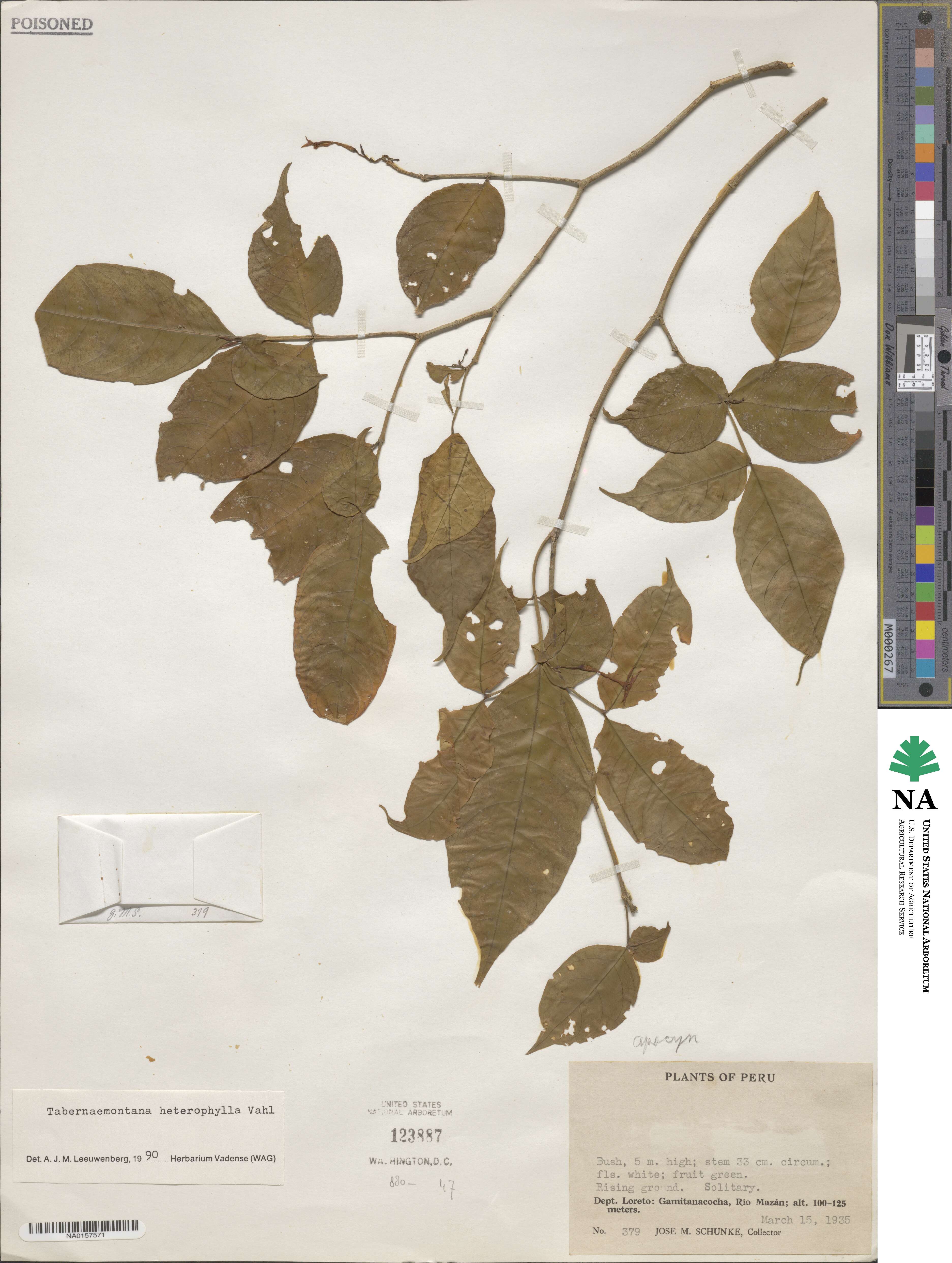 Tabernaemontana heterophylla image