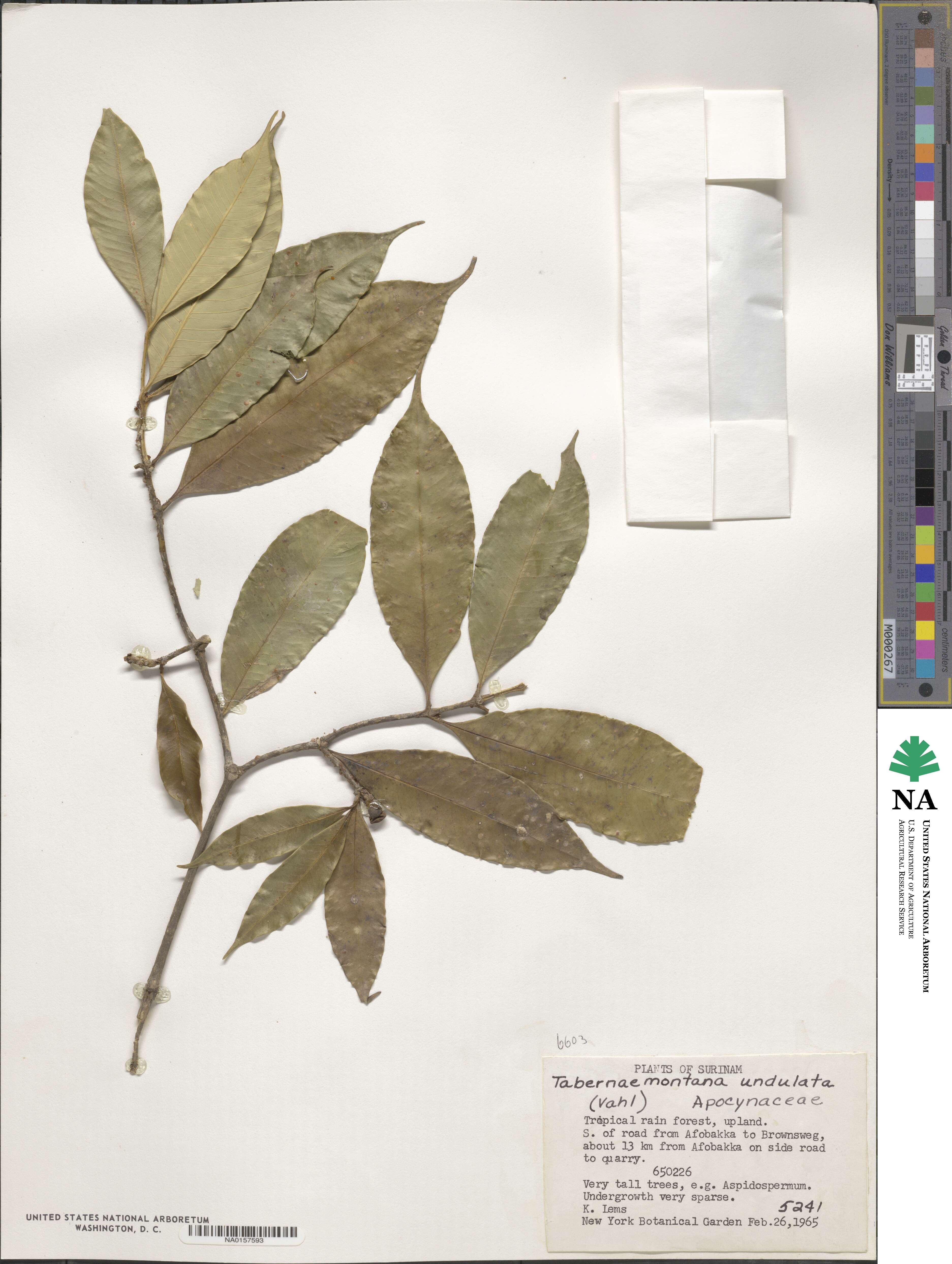 Tabernaemontana undulata image