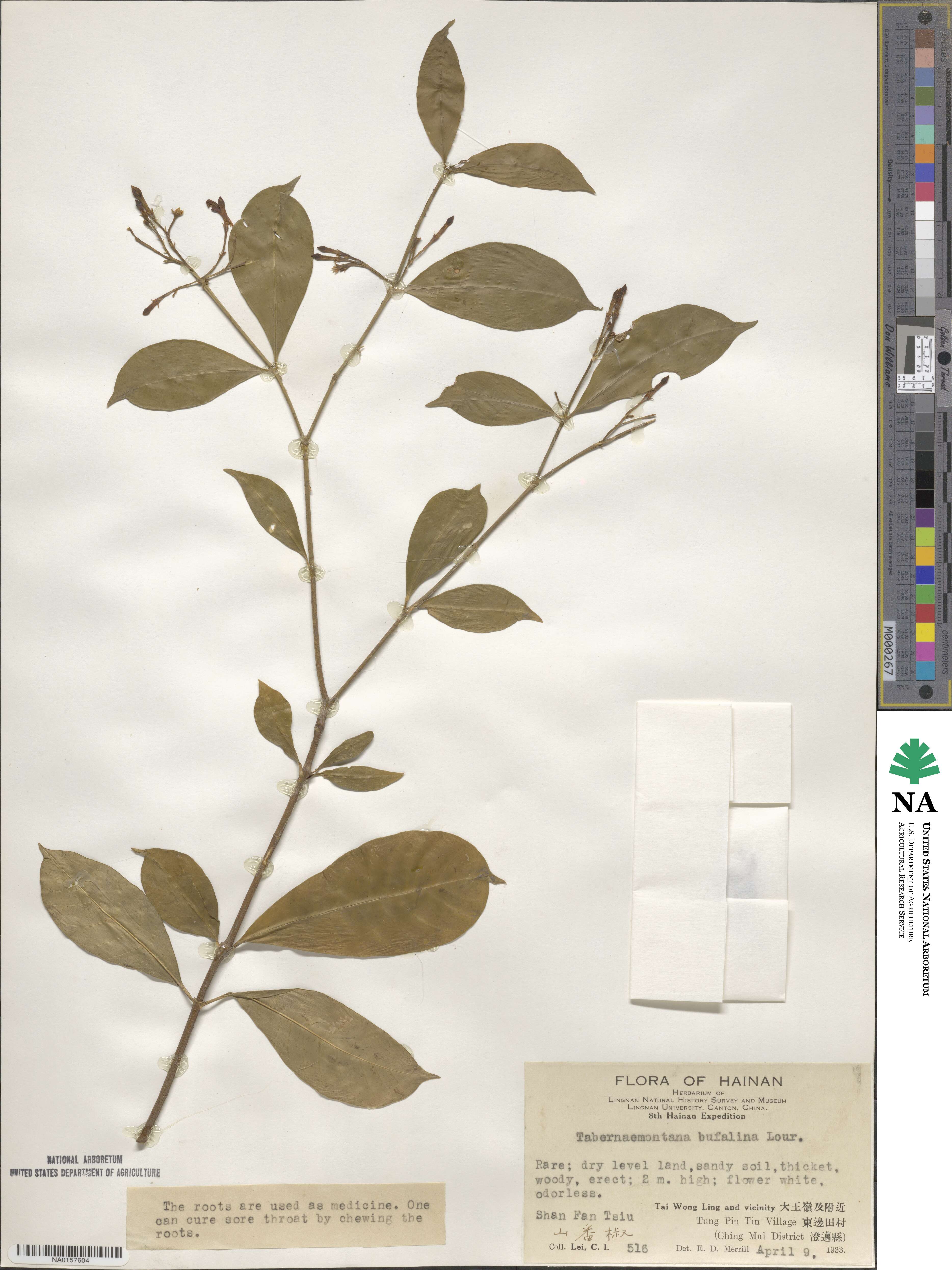 Tabernaemontana bufalina image