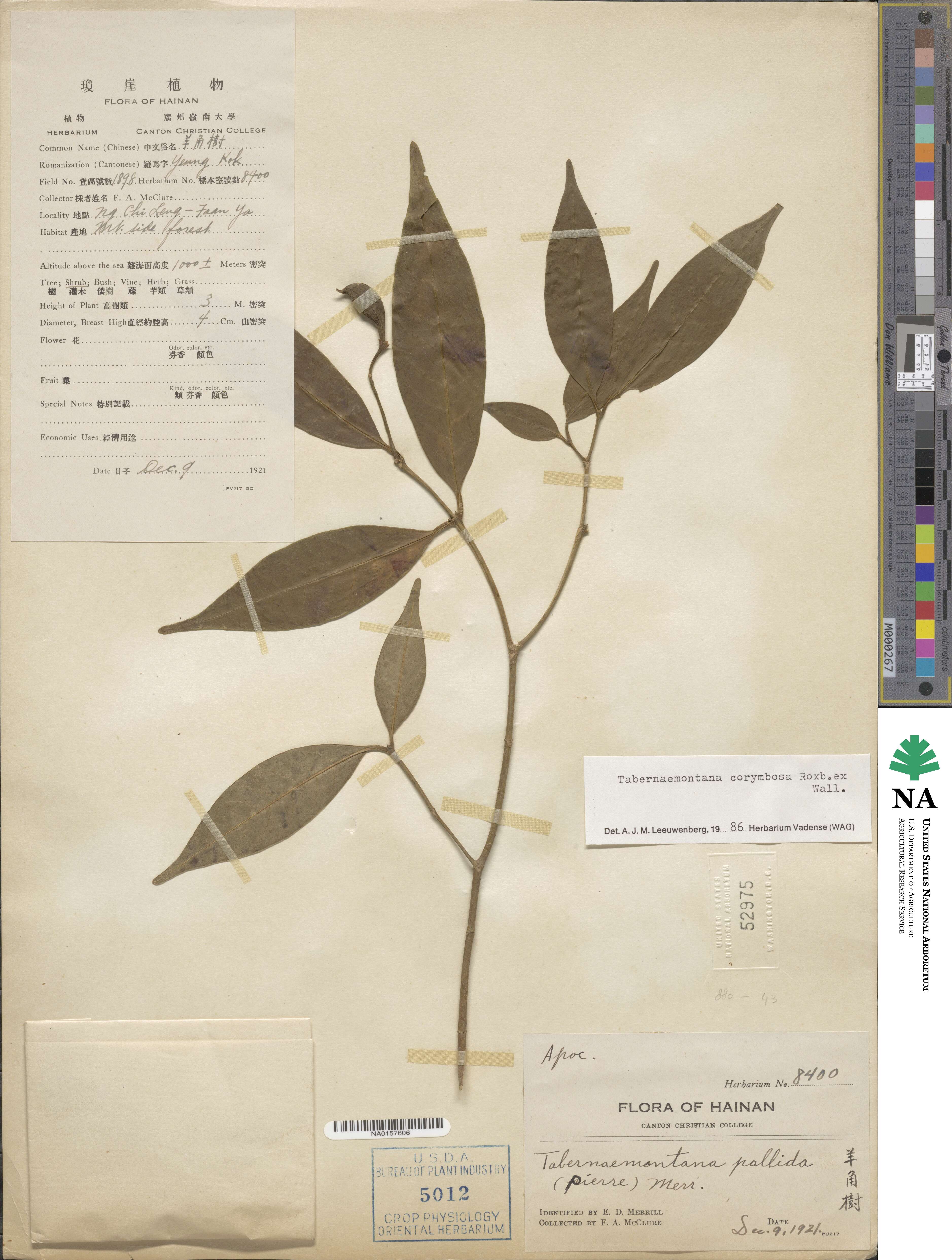 Tabernaemontana corymbosa image