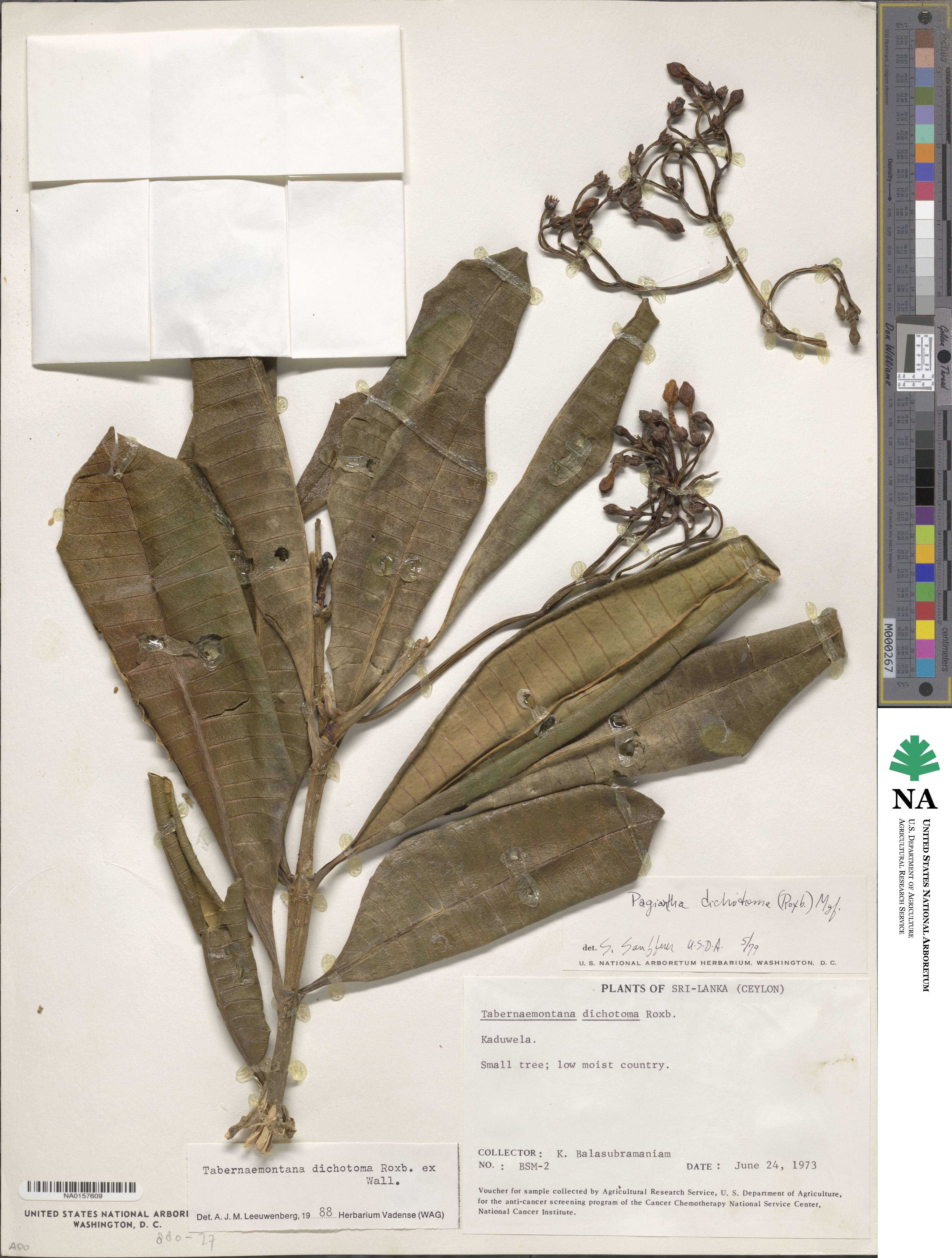 Tabernaemontana dichotoma image