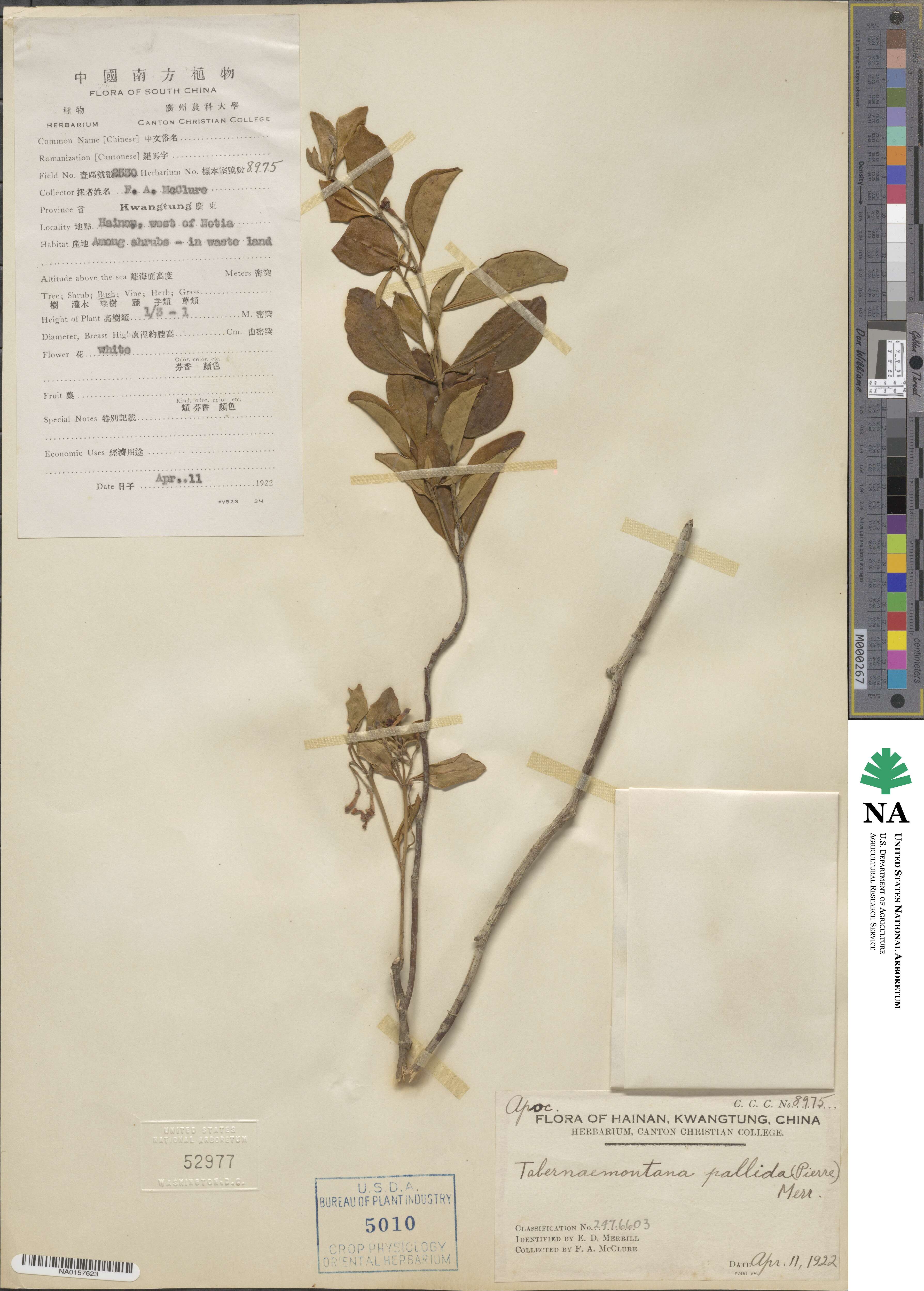 Tabernaemontana pallida image