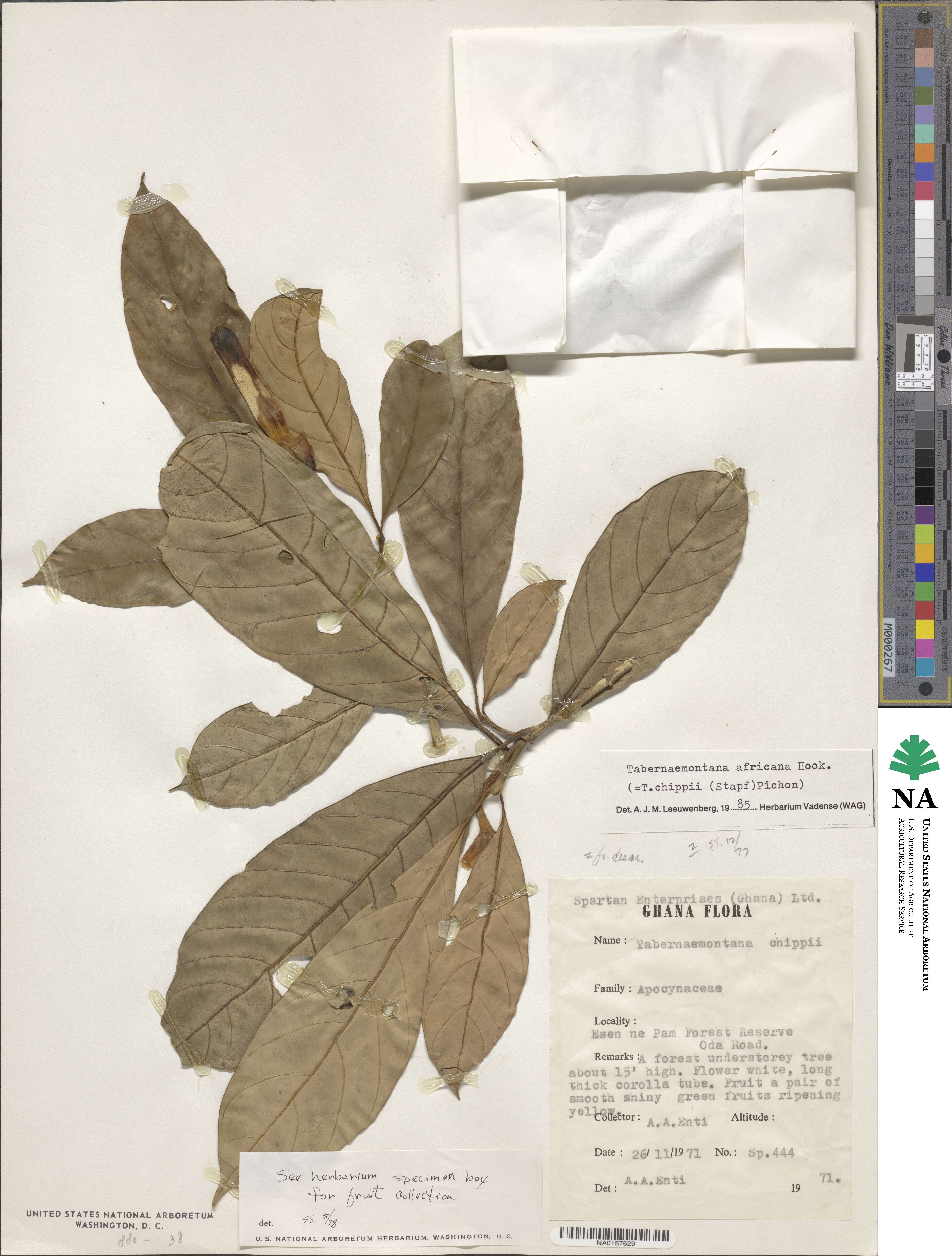 Tabernaemontana africana image