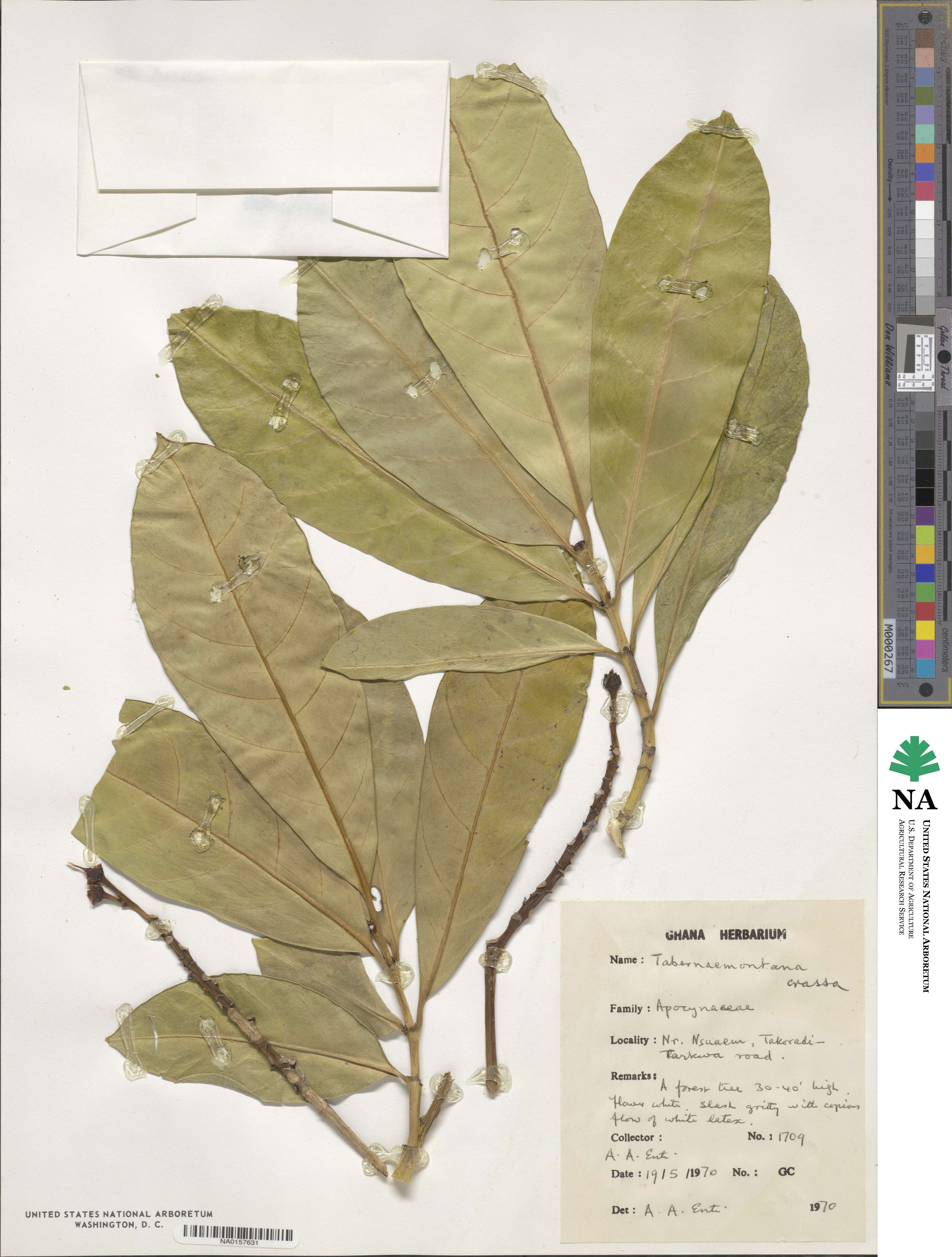 Tabernaemontana crassa image