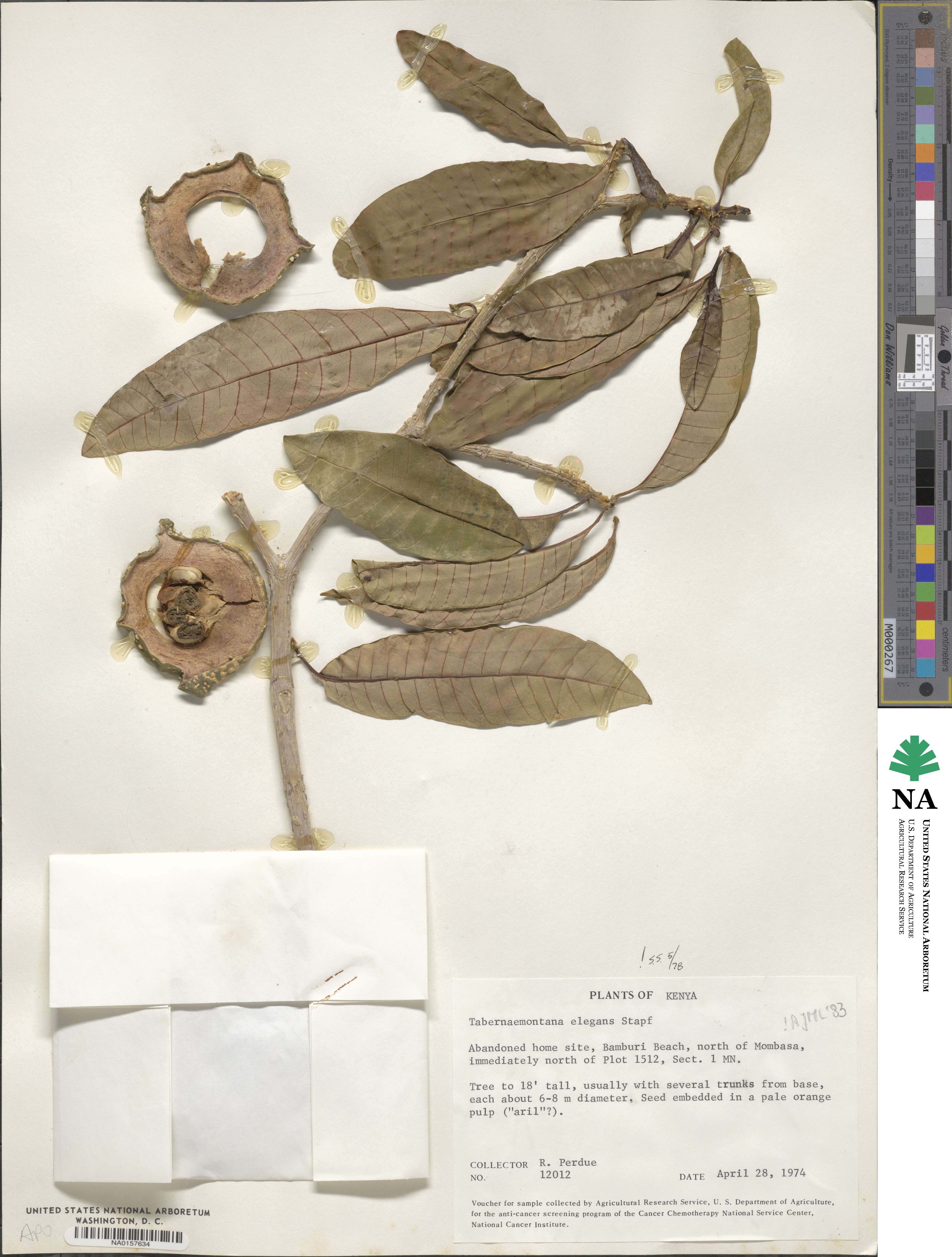 Tabernaemontana elegans image