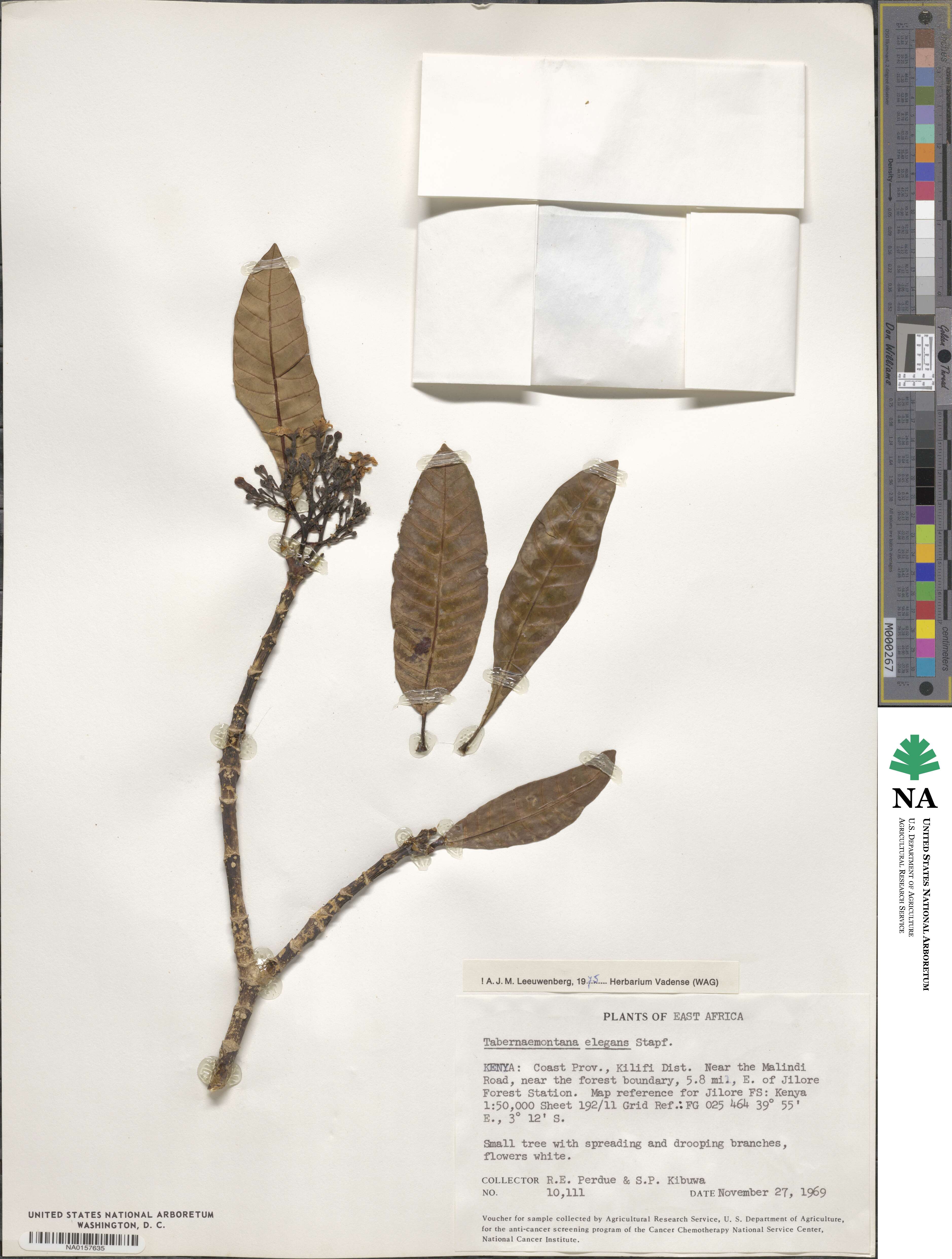 Tabernaemontana elegans image