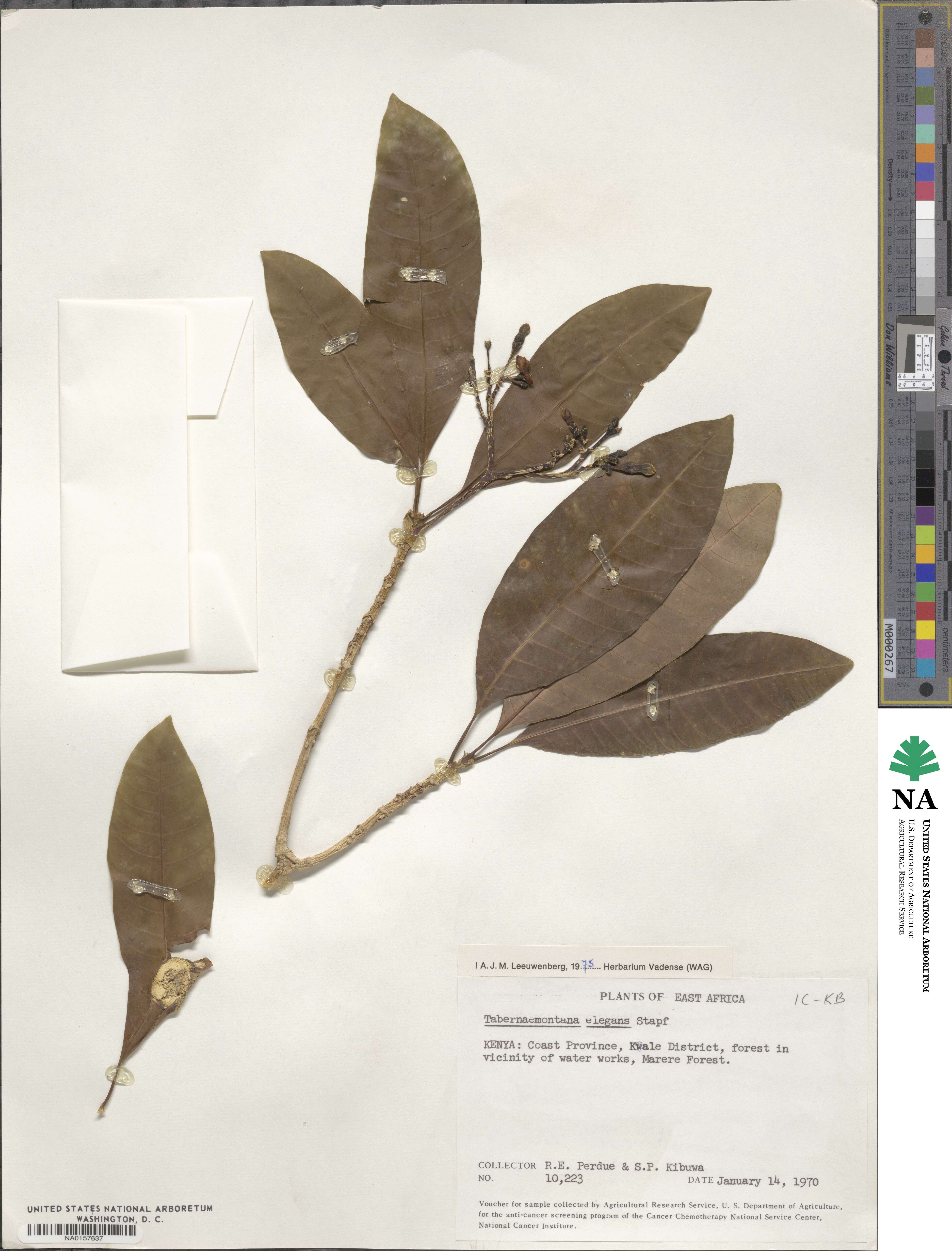 Tabernaemontana elegans image