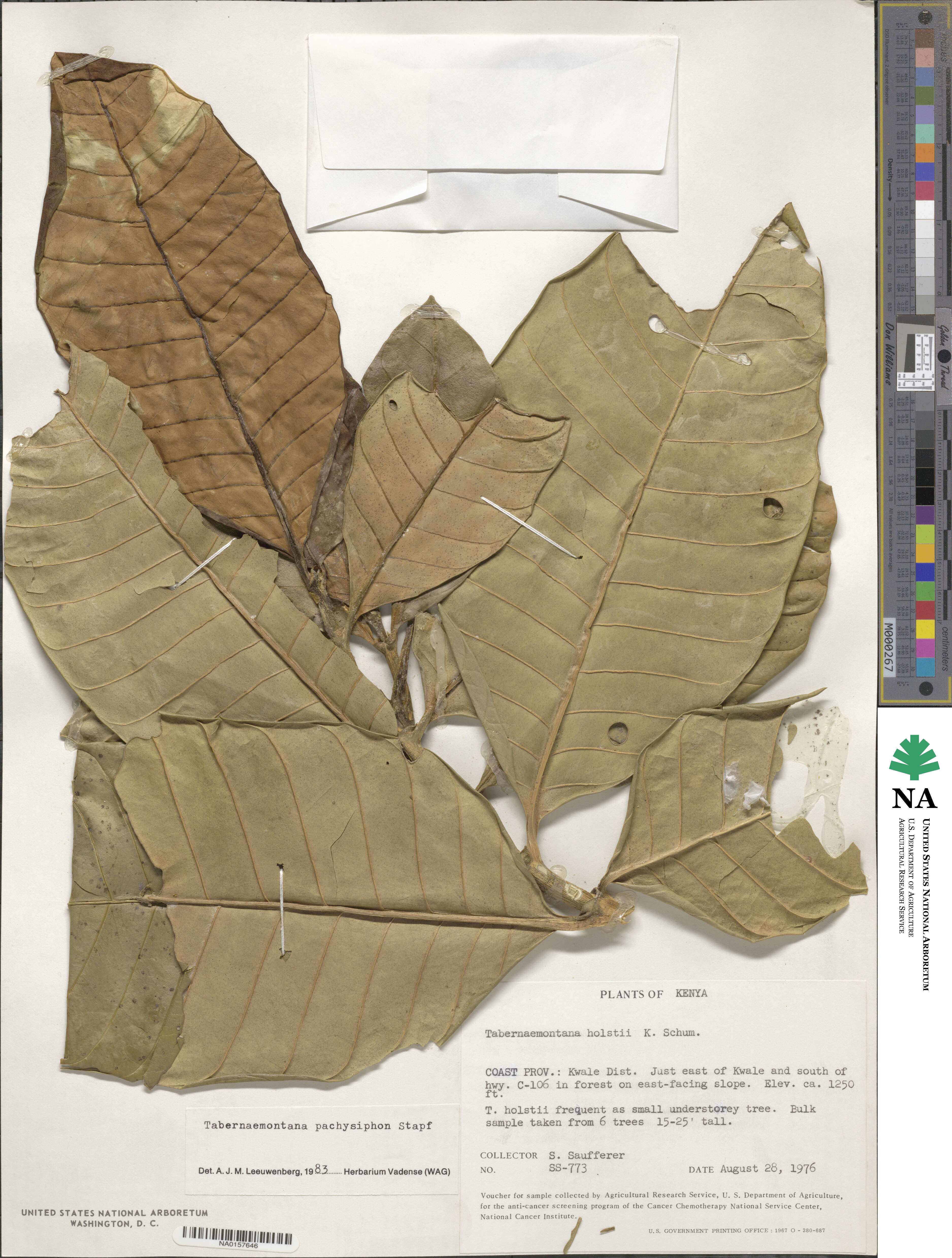 Tabernaemontana pachysiphon image