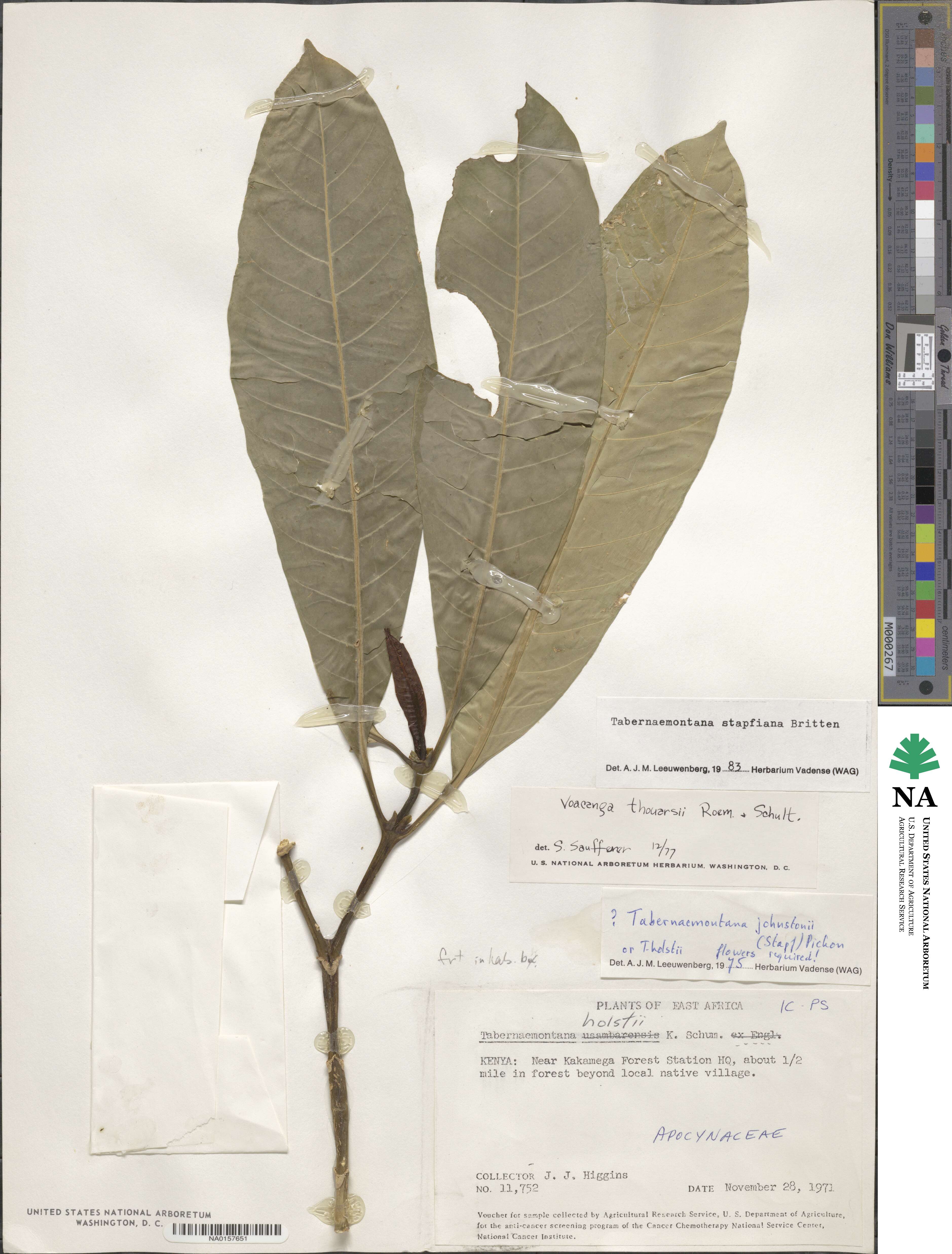 Tabernaemontana stapfiana image