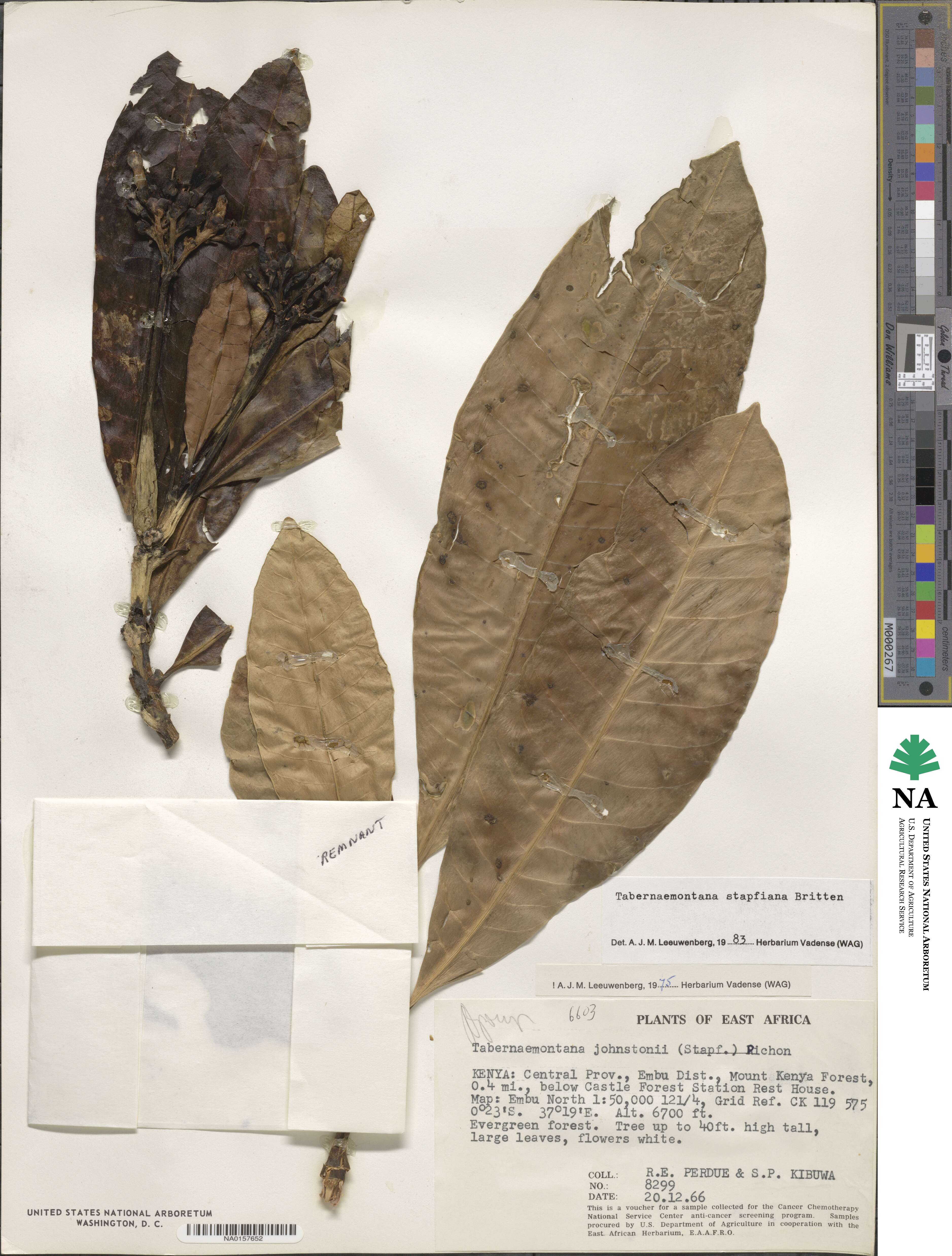 Tabernaemontana image