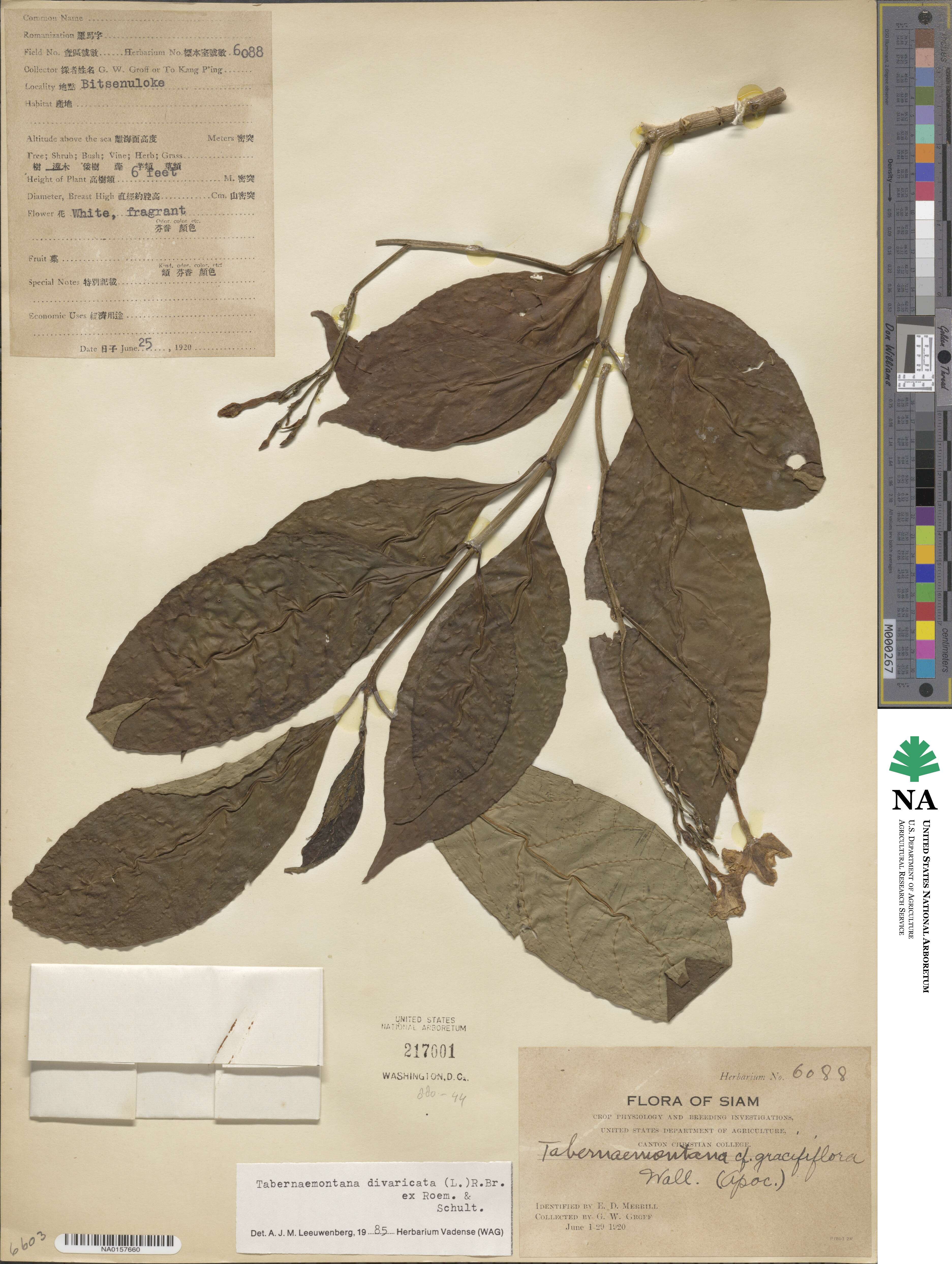 Tabernaemontana divaricata image