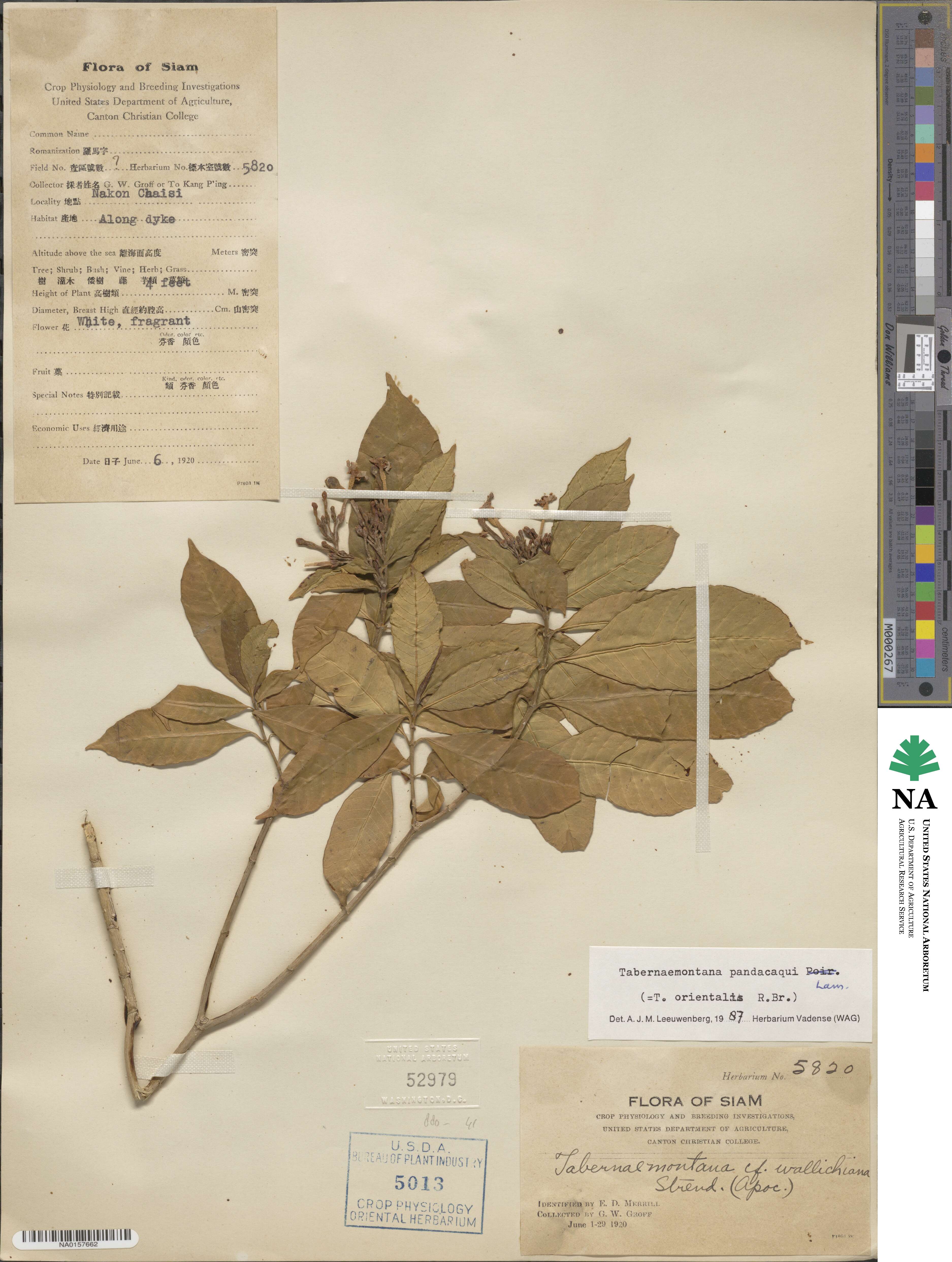Tabernaemontana pandacaqui image