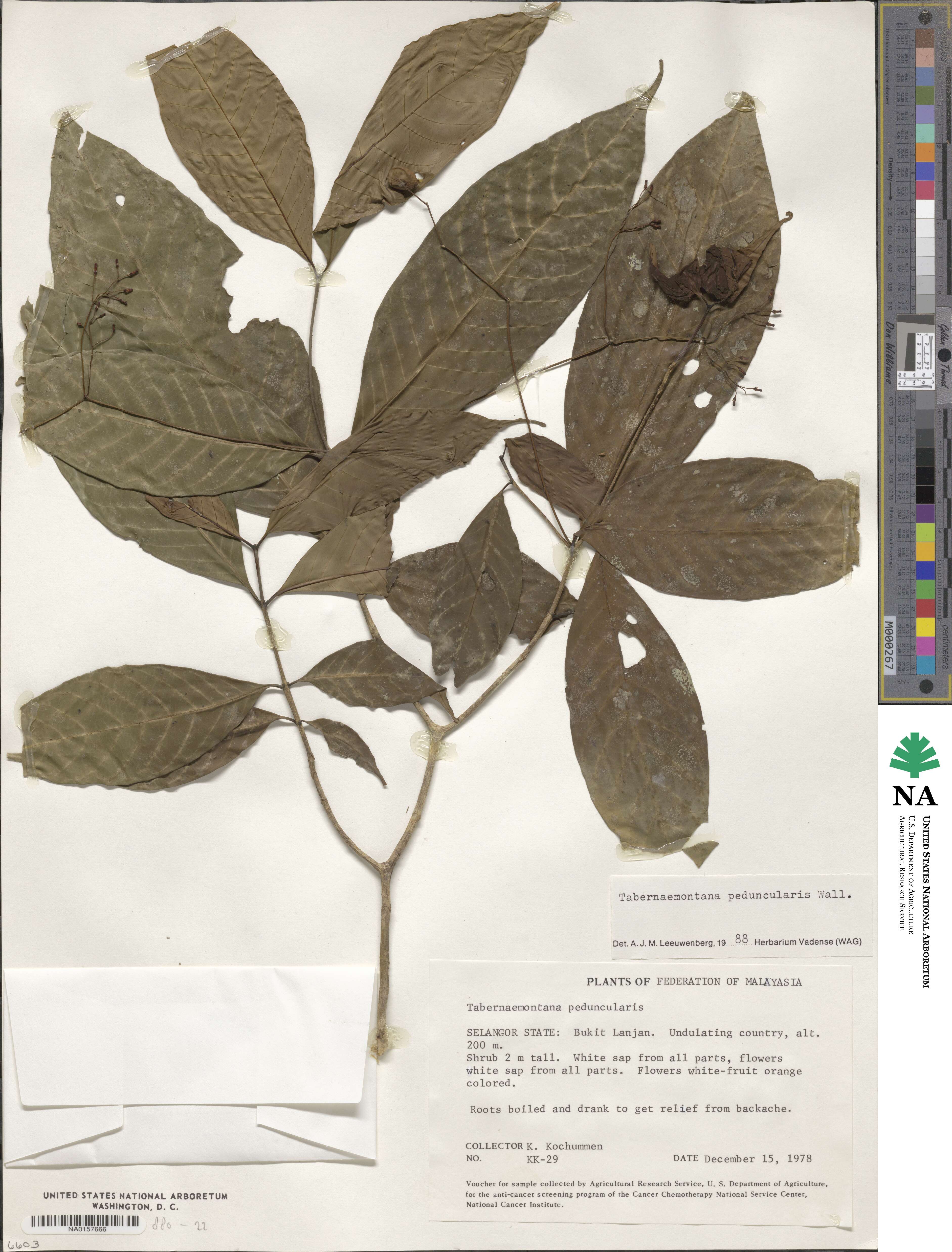Tabernaemontana peduncularis image