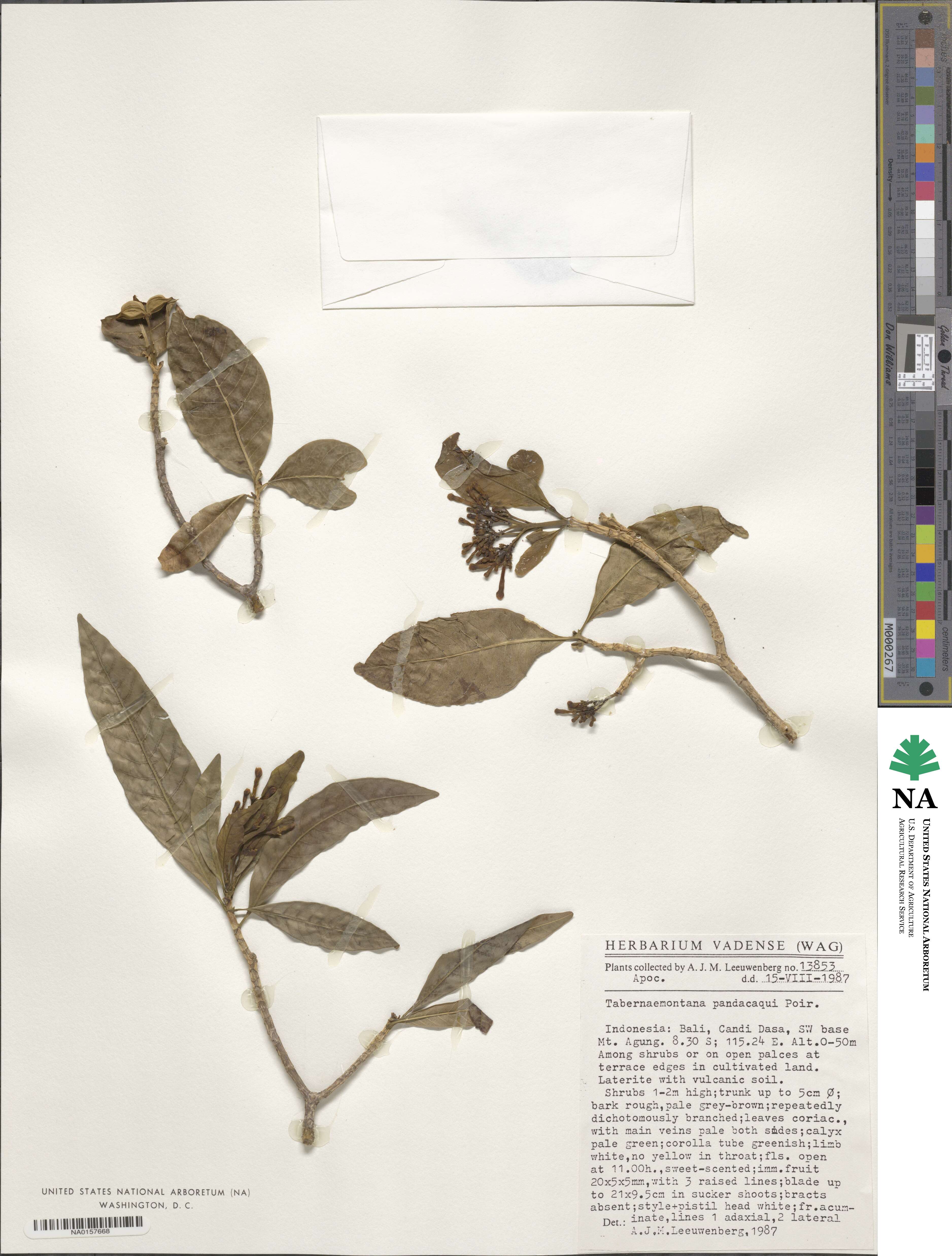 Tabernaemontana pandacaqui image